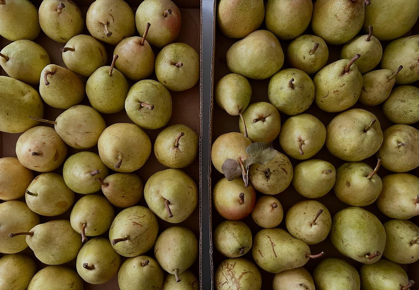 See you at Bexley today! I’m at the opposite end, by main street. See you soon! @commongreens_bexley
Pictured: Delicious pears from @branstoolorchards for my caramelized pear hand pies 😋