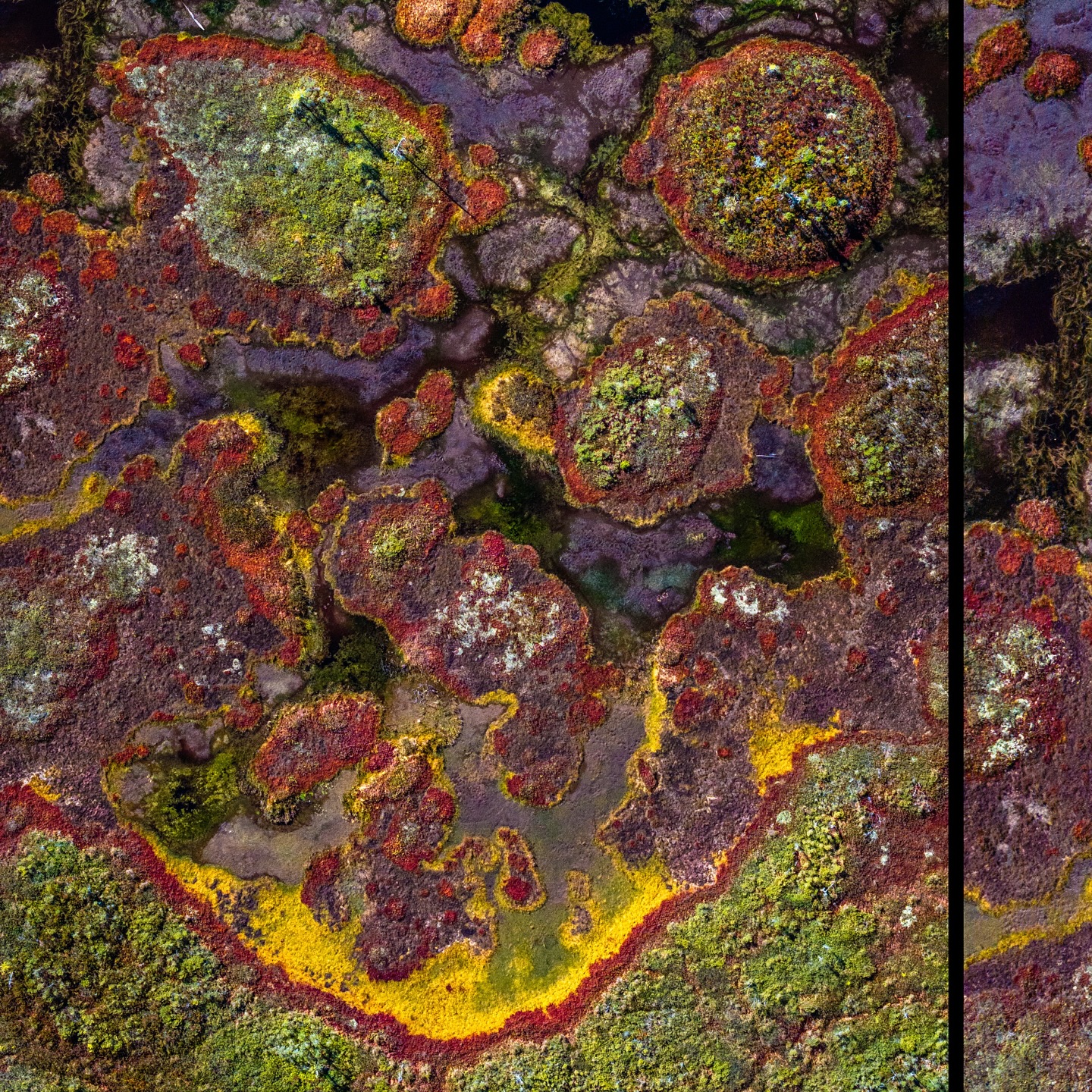 Someone spilled their skittles in this swamp! 🍁🌈
A few drone images of a bog taken during the beginning of fall in Maine.
#maineisgorgeous #SkittlesSwamp #tastetherainbow🌈 #dji #mavicpro2 #photooftheday #mainephotographer #naturelovers #downeastmagazine #instanature