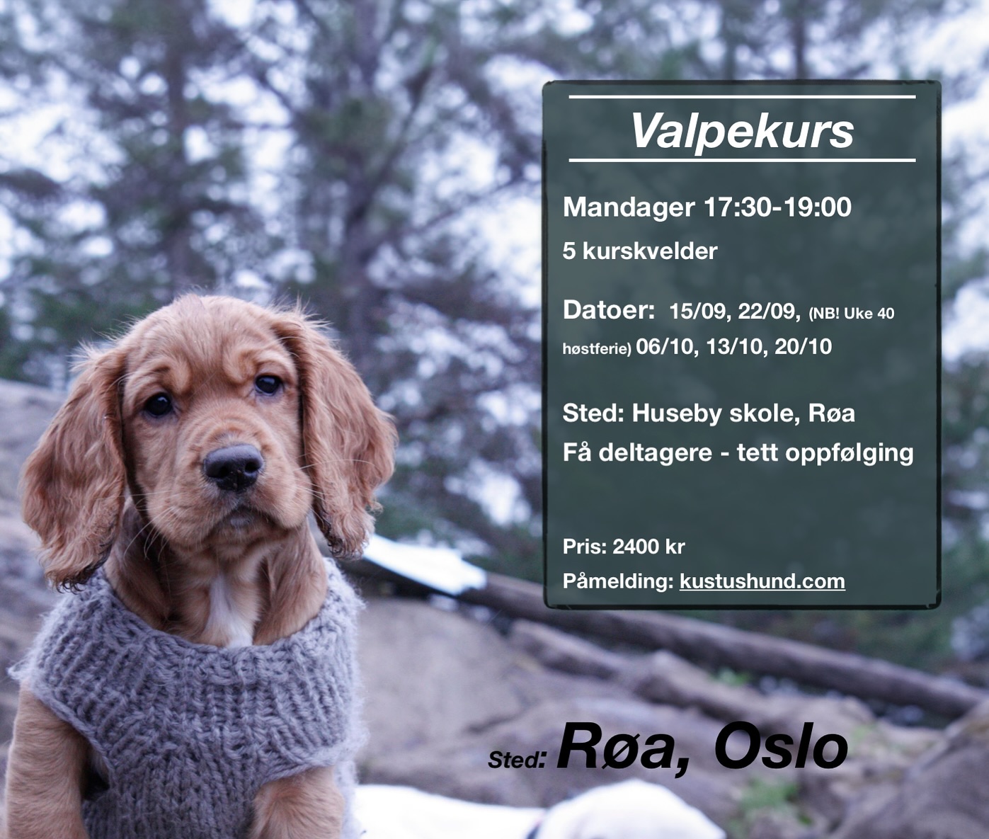 VALPEKURS avd. Oslo 🌻 Vi har fått to nye plasser på valpekurset som starter allerede nå mandag! ✨
Påmelding og mer info på kustushund.com