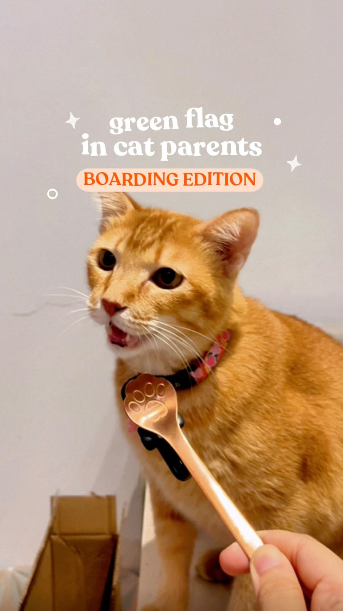 What are the green flags in cat parents who board with us? Let’s hear it from our frontdesk!
① The ones who keep health records updated without us even asking
② The ones who do their homework before asking questions
③ The ones who pack a lil’ too much but keep it very organised
We see you, responsible cat parents 🧡 You make Camp Kitty life so much easier (and kitties so much happier!)
#StayAtCampKitty