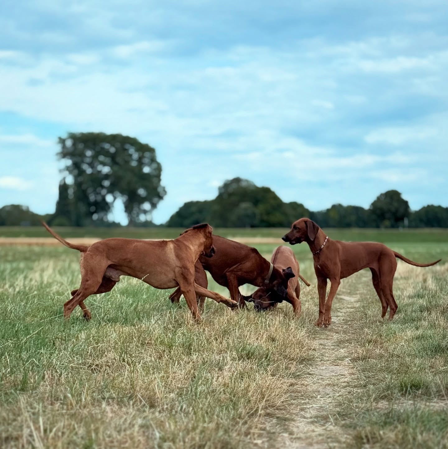 Wenn die Ridgeback-Bande loszieht ♥️, gehören die schönsten Spaziergänge dazu.
.
.
.
#ridgeback #rhodesianridgeback #seelenhunde #hund #gassi #ridgebacksrule #hundeliebe