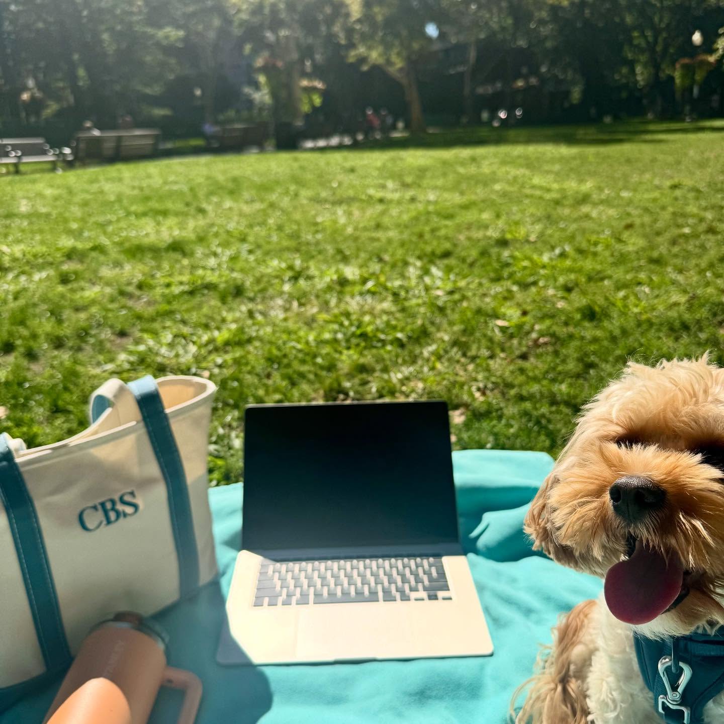 No better place to do continuing education than on a perfect day in the park with the pup.