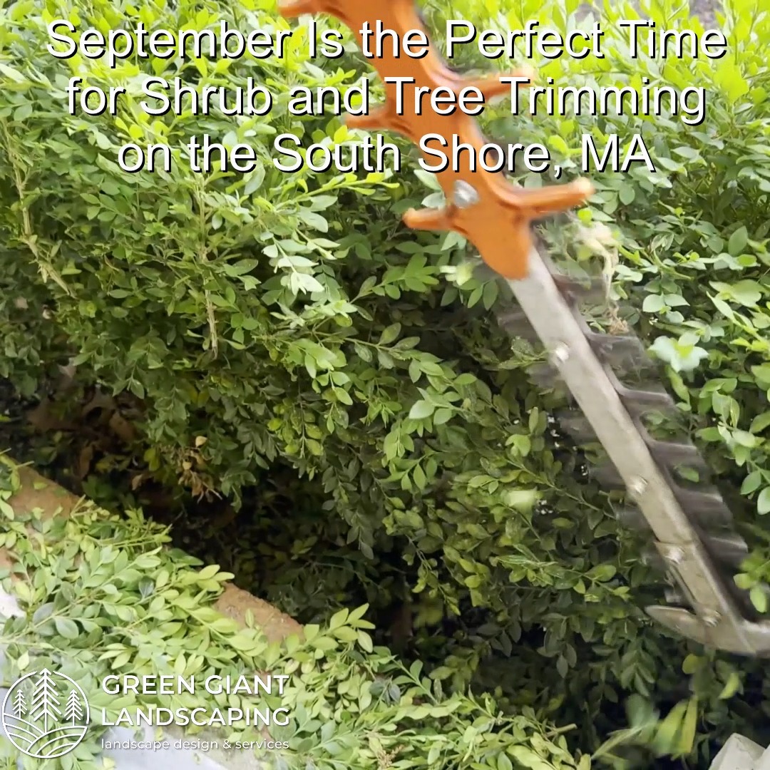 Why September Is the Perfect Time for Shrub and Tree Trimming on the South Shore, MA
Green Giant Landscaping,
Southeastern, MA.
Call now for your free quote!
Planting
Land clearing
Tree and shrub care
Seasonal cleanups
Old overgrown shrubs removal
Mulch installation
Garden maintenance
Weed barrier fabric
Bobcat services
Professional Landscape Design.
https://www.greengiantlandscaping.com/post/why-september-is-the-perfect-time-for-shrub-and-tree-trimming-on-the-south-shore-ma
Phone:
+1 413-406-9094
#landscaping #landscapedesign #gardening #gardendesign #landscaper #landscapearchitecture #treeandshrubtrimming #mulch #Massachusetts #southshore #newton #boston #hingham #marshfield #scituate #NewtonMA #scituatema #milton #canton #wellesleyma #SpringCleaning #shrubtrimming #shrubcare #plantingdesign #gardentransformation #springcleanup #mulching #cobblestone #cobblestoneedging