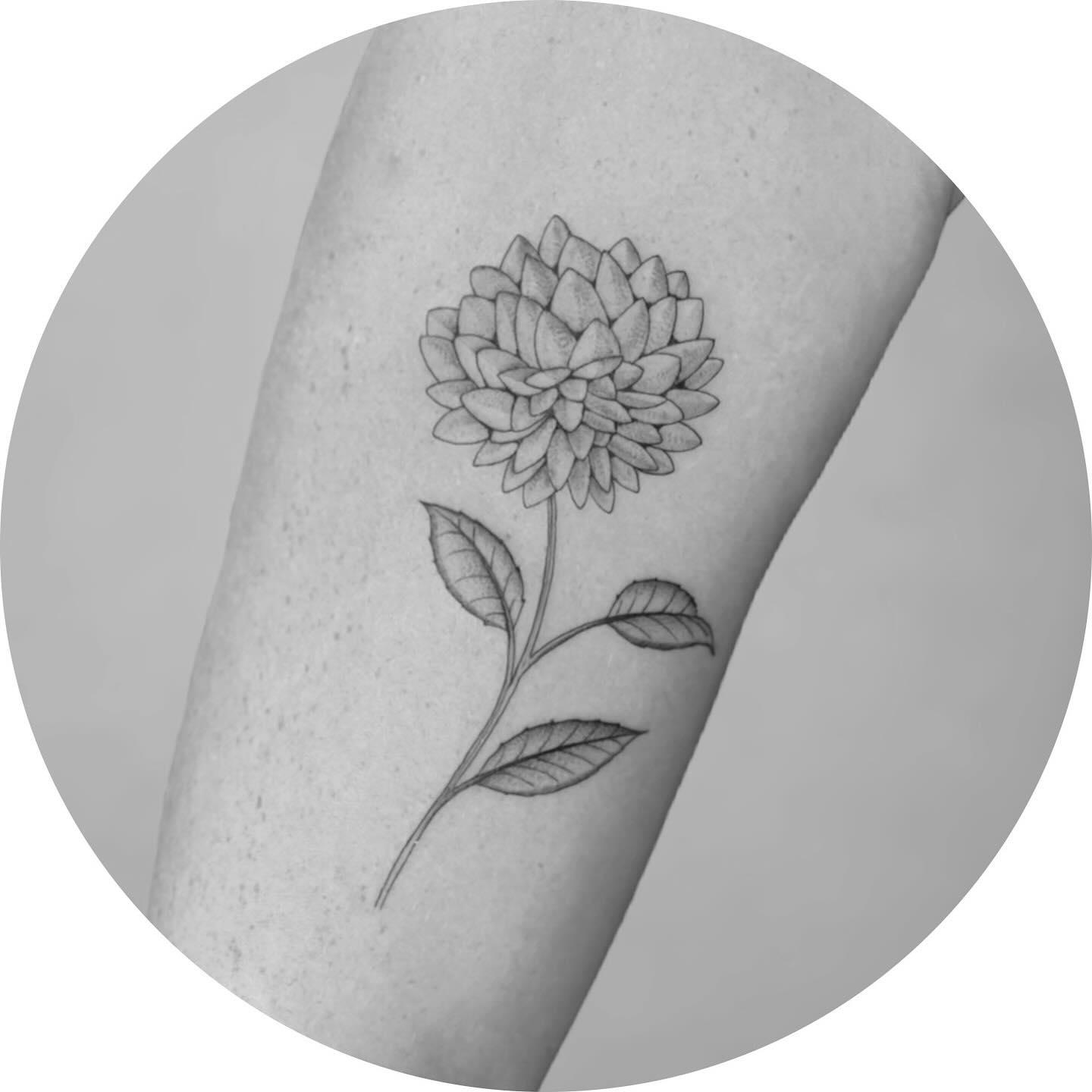 A fresh dahlia flower for Harlee’s first tattoo 🌸 Thanks again for your trust ✨ Done at @oldelinetattoo
#DahliaTattoo #FloralTattoo #FineLineTattoo #BlackAndGreyTattoo #ArmTattoo #ABCTattoo #OldelineTattoo #TattooArtist #FlowerTattoo #TattooDesign
