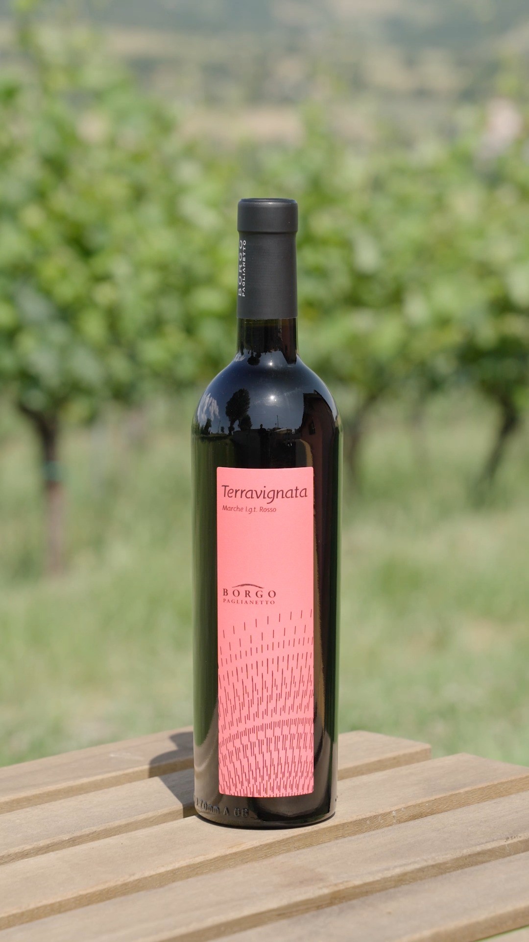 ✨ L’estate rimarrà con noi ancora per poco e con l’arrivo delle prime fresche serate settembrine 🌙, il nostro Terravignata Rosso è il compagno perfetto 🍷💕
Profumatissimo, con un tannino morbido e dolce, è un vino che conquista dal primo sorso 😍
Preparati ad accendere l’autunno con un calice di pura piacevolezza! 🔥🍇
✨ As summer fades and the cool September evenings roll in 🌙, our Terravignata Rosso is the perfect wine to keep you company 🍷💕
A fragrant red with soft, sweet tannins — smooth, easy to love, and ready to sip 😍 Kick off autumn with a glass of pure delight! 🔥🍇
#TerravignataRosso #WineLovers #SettembreNelCalice #EleganceInABottle #BorgoPaglianetto #VisitUs #DiscoverMarche #WineLovers #FreschezzaInBottiglia #BorgoPaglianettowines #ItalianWines #VinoItaliano #Matelica #ItalianWineJourney #VerdicchioLove #WinetastingExperience #FIVI #siamofivi