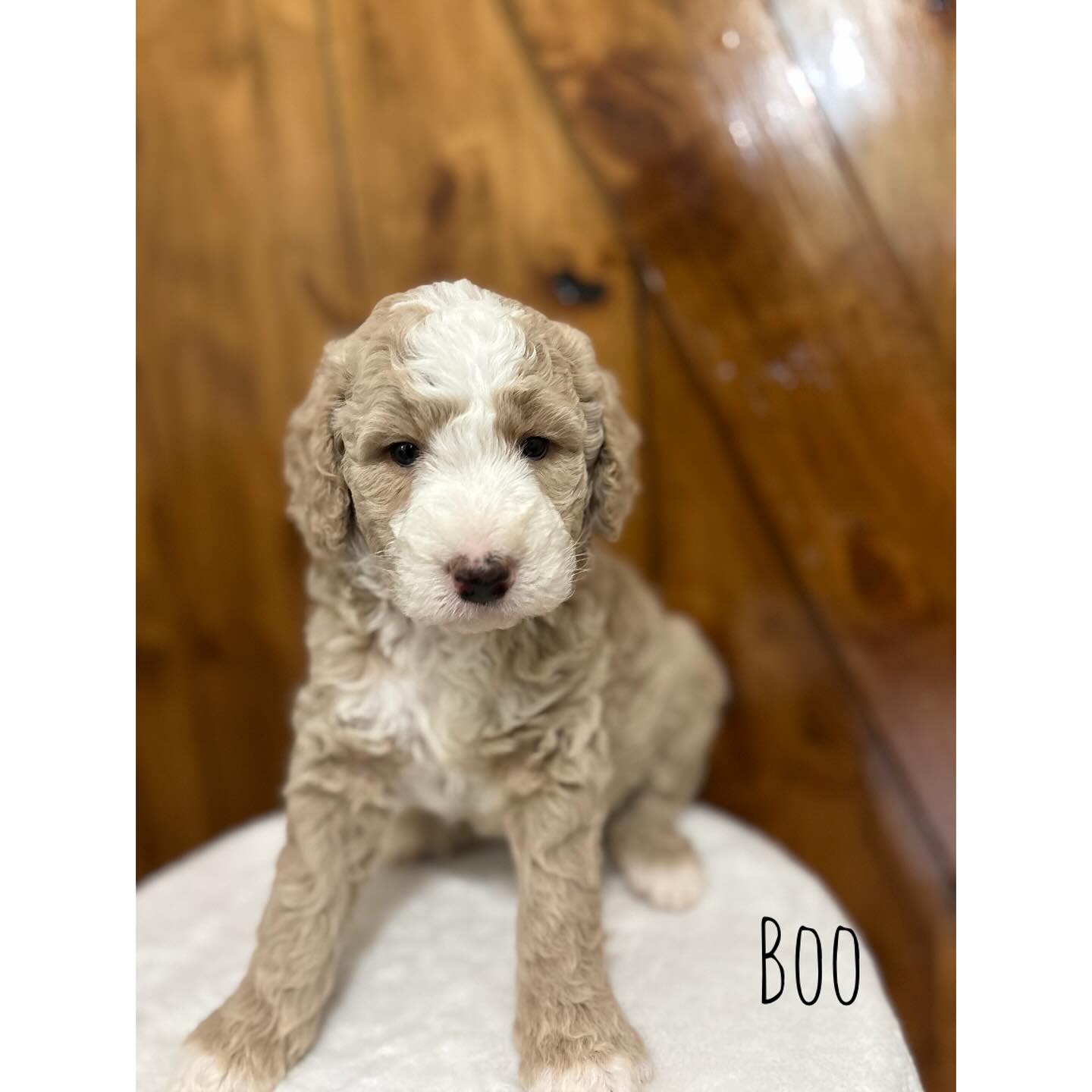 Twins! #goldenmountaindoodle
#goldenmountaindoodlesofinstagram
#dogsofinstagram
#puppiesofinstagram
#puppylove
#doodlelove
#doglife
#puppy
#doglover
#dogstagram
#puppies
#doodlepuppy
#mountaindoodle
#goldenpuppies
#puppygram
#puppylife
#dogphotography
#instadog
#cute pups
#furbaby