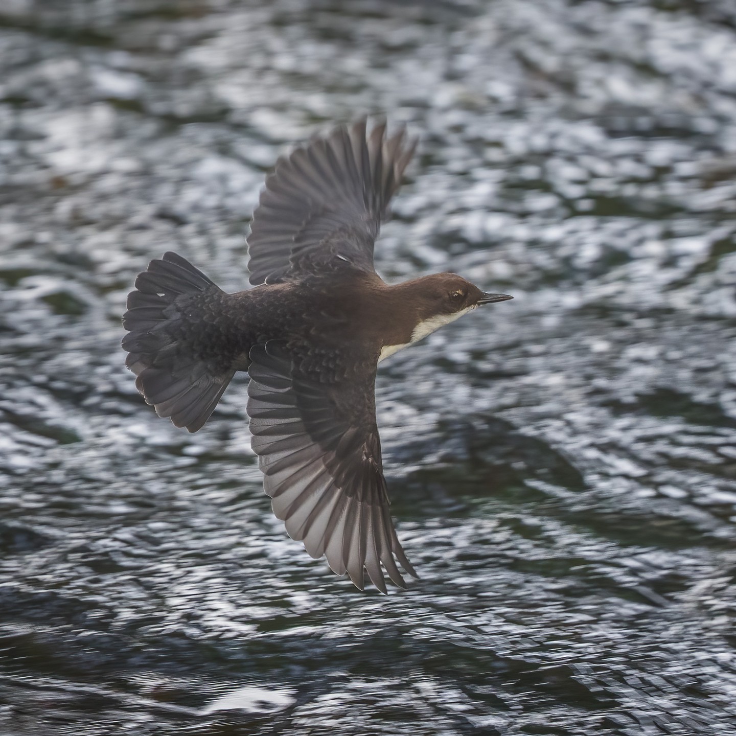 Dipper and new photography subject for me, what I think is a rainbow trout 😊 #wildlifephotography #naturephotography #wildbirds #birdsofinstagram #fishofinstagram #trout #yorkshire