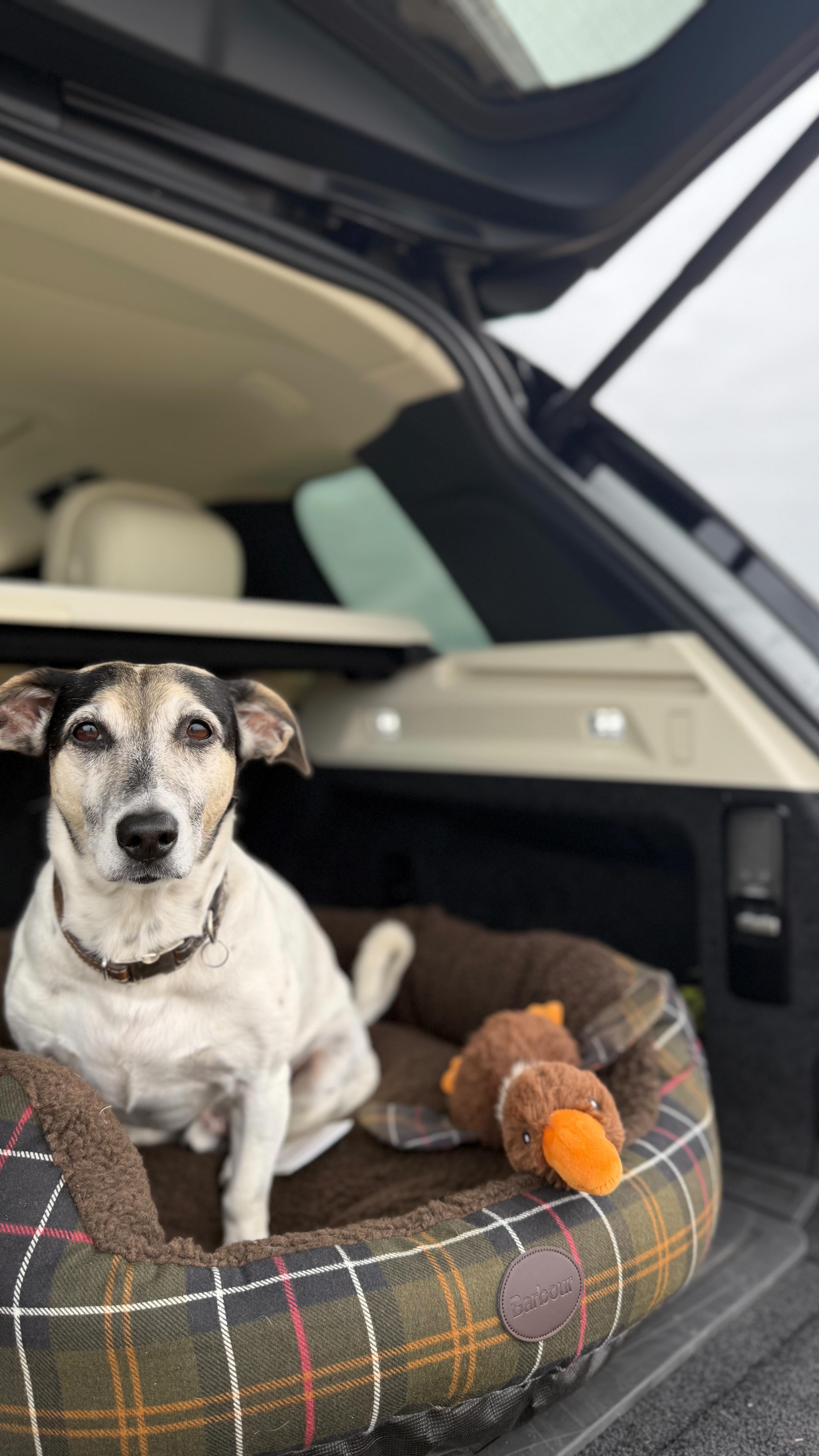B A R B O U R, where endless style meets function π€ͺ!
Cheers! π»
#barbour #barbourjacket #barbourdogs #botthygeraardsbergen #botthymen #botthywomen