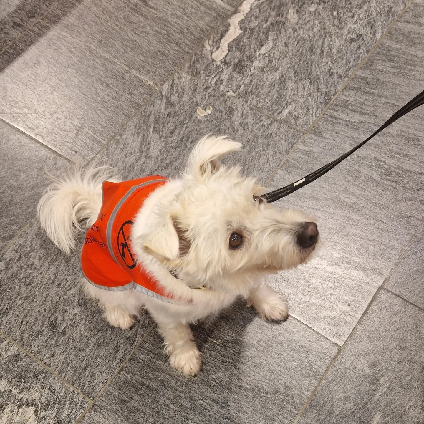 Zessy trainiert fleissig 🐕🦺
#assistenzhundeschweiz #assistenzhundeverein #assistancedog #assistenzhundeausbildung #vereinfürhilfshunde #vereinpawsandyou #gemeinnützig #vereinfürassistenzhunde