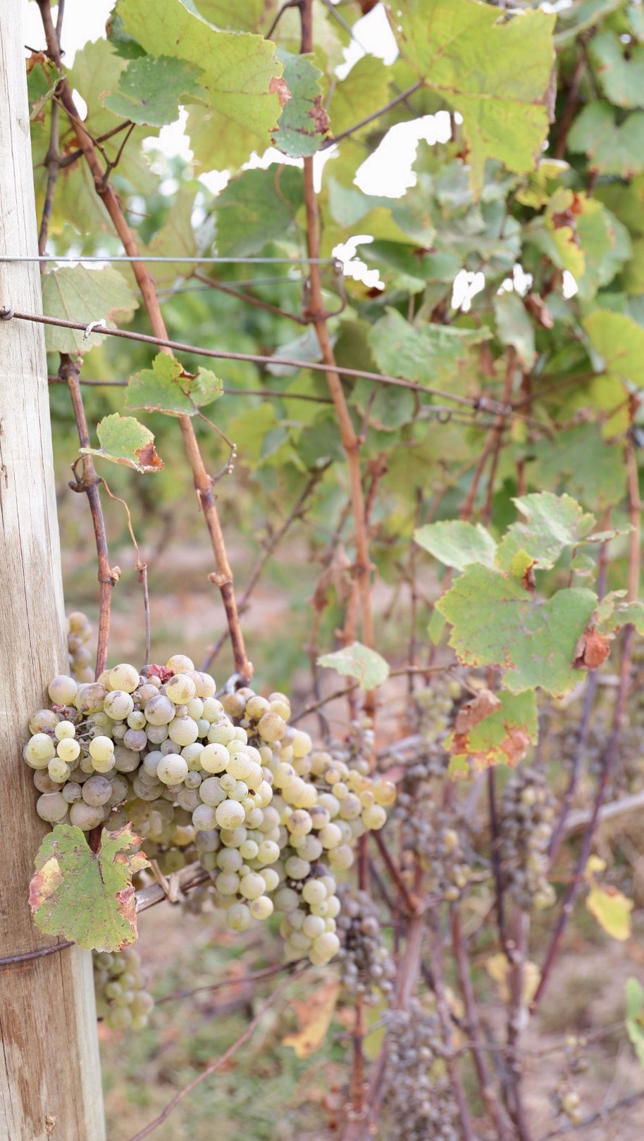 Always so special traveling and enjoying what’s locally grown 🥂