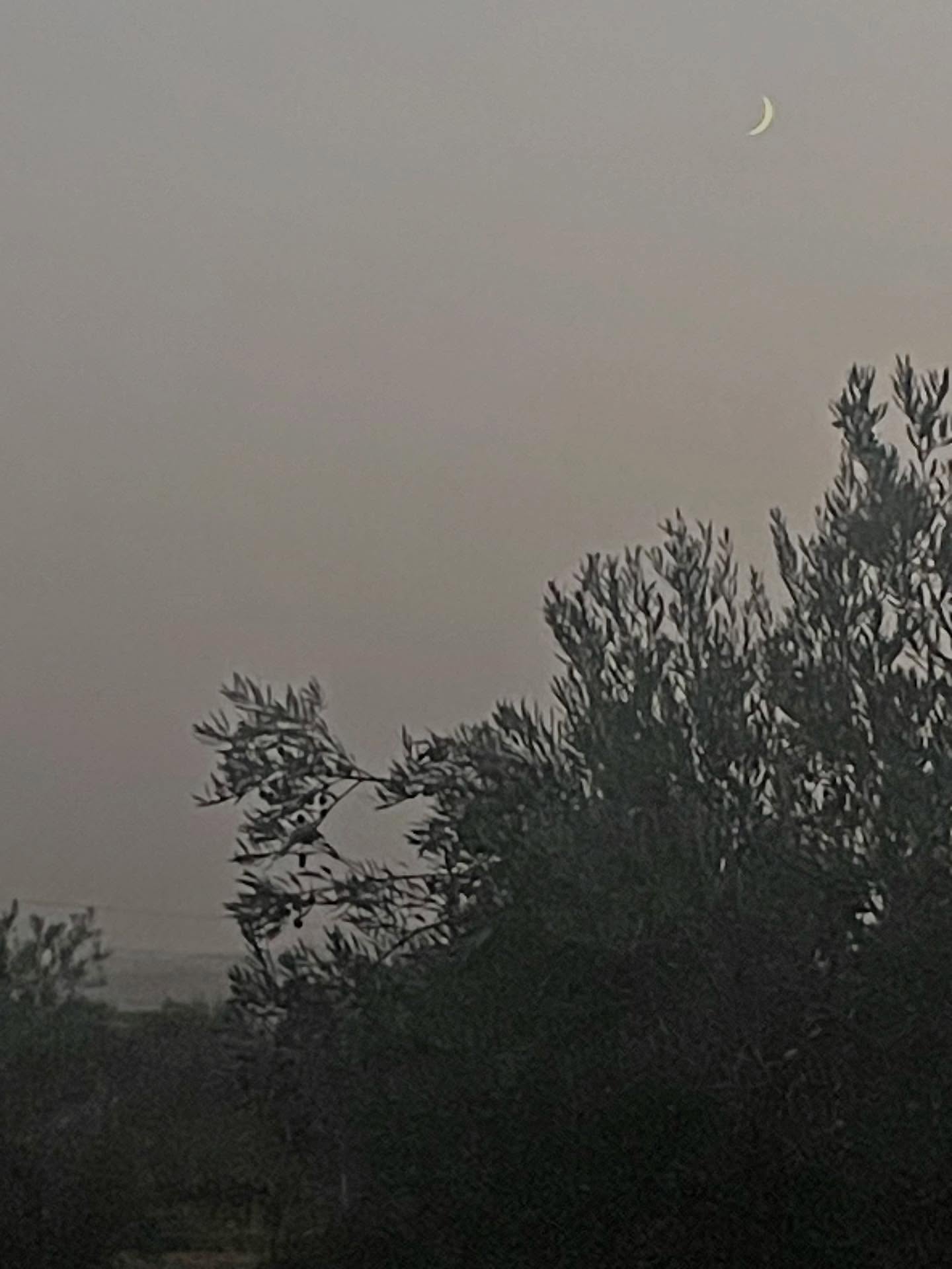 Volgens eeuwenoude tradities beïnvloedt de maan de groei van onze olijfbomen in Andalusië. Deze natuurlijke cyclus draagt bij aan de unieke smaak van onze olijfolie.
Proef zelf de kwaliteit die met respect voor de natuur is gemaakt.
Bestel nu op www.campesinoandaluz.nl