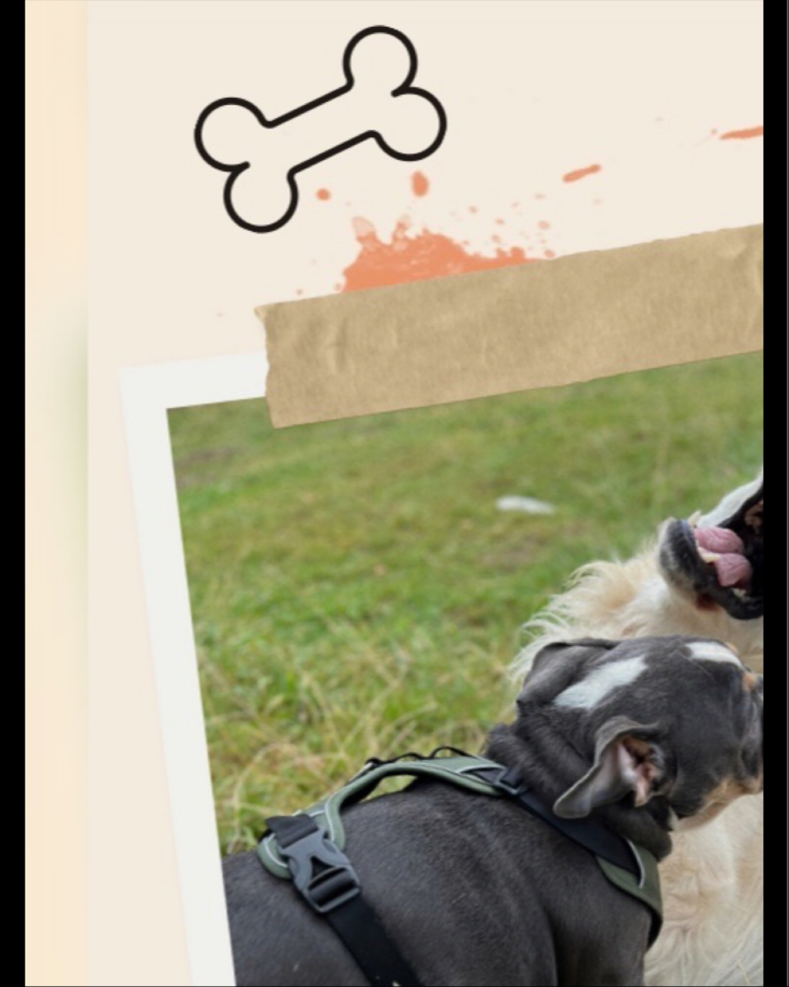 ✨ Jack, 1 an et demi, golden retriever professionnel.
Spécialités :
🥘 Dégustateur officiel de tout ce qui traîne (même ce qui ne devrait pas).
💘 Expert en séduction canine et humaine : un regard, une patte posée délicatement… et hop, jackpot de caresses.
🐾 Objectif de vie : transformer chaque inconnu en copain de jeu ou en distributeur de gratouilles.
#PetSittingBrussels #PetSitterBruxelles #DogLoversBrussels #PetsOfBrussels #DogFriendlyBrussels #ChienHeureuxBruxelles #AnimalLoversBelgium ##GoldenRetrieverBrussels #GoldenVibes #GoldenRetrieverLife #DogLove #DogSmile #DogInfluencer #GratouilleAddict #CopainDeToutLeMonde
#PetSittingLife #DogCareBrussels #GarderieAnimaux #DogSittingLife #PromenadeChiens #DogLovers #HappyPets #PetCare