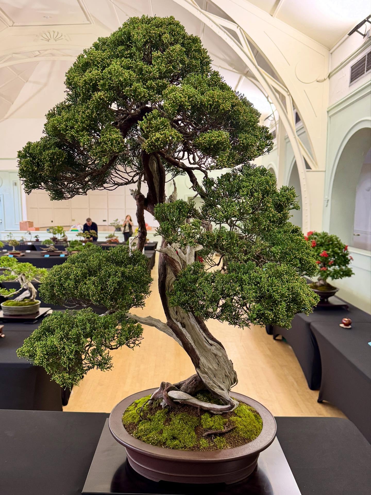 Thank you to everyone who came and supported our show today. Here’s a few pictures of the Bonsai trees on display at the @bhambotanicalgardens
Big thanks to @davidcheshirenurseries and @holdenceramics
If you’re interested in joining a local friendly Bonsai club in the West Midlands , then look no further. We meet once a month in Sutton Coldfield and our next club meeting is this Wednesday. Please get in touch. @southstaffsbonsai