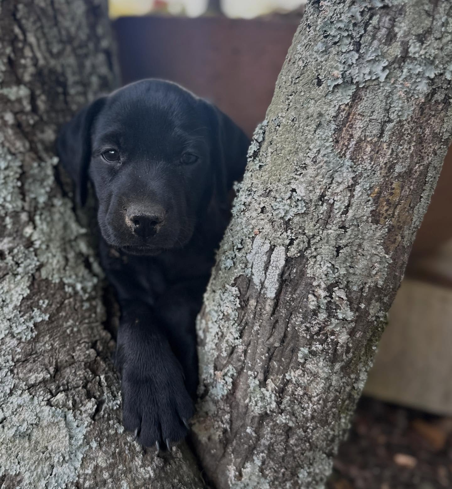 Schillings Katching Firebird x Diamond Larry
GSP litter just over 5wks - 3 male, 3 female.
One pup available.