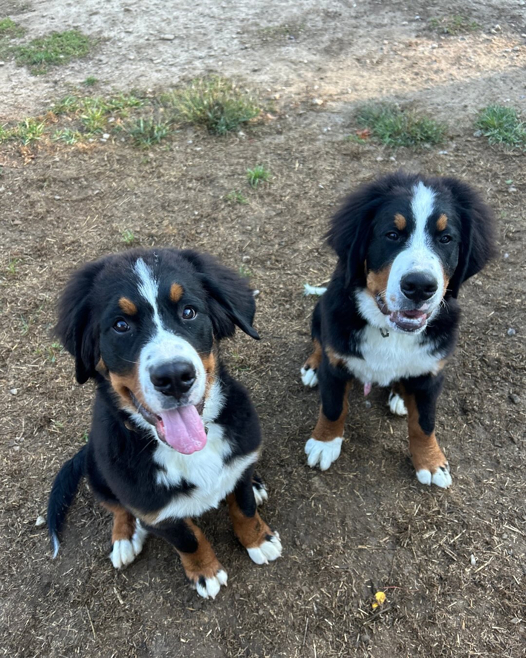 Friends or siblings?👀
Let us know what you think in the comments!