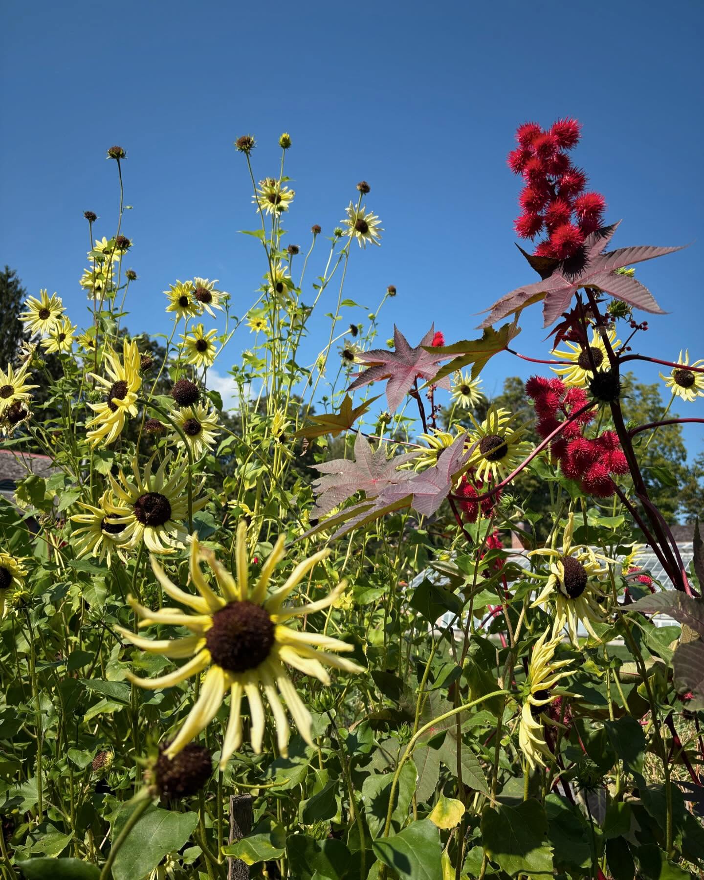 Happy Sunday ☀️
#hydeparkny #fdrhome #plantsrule #flowerpower