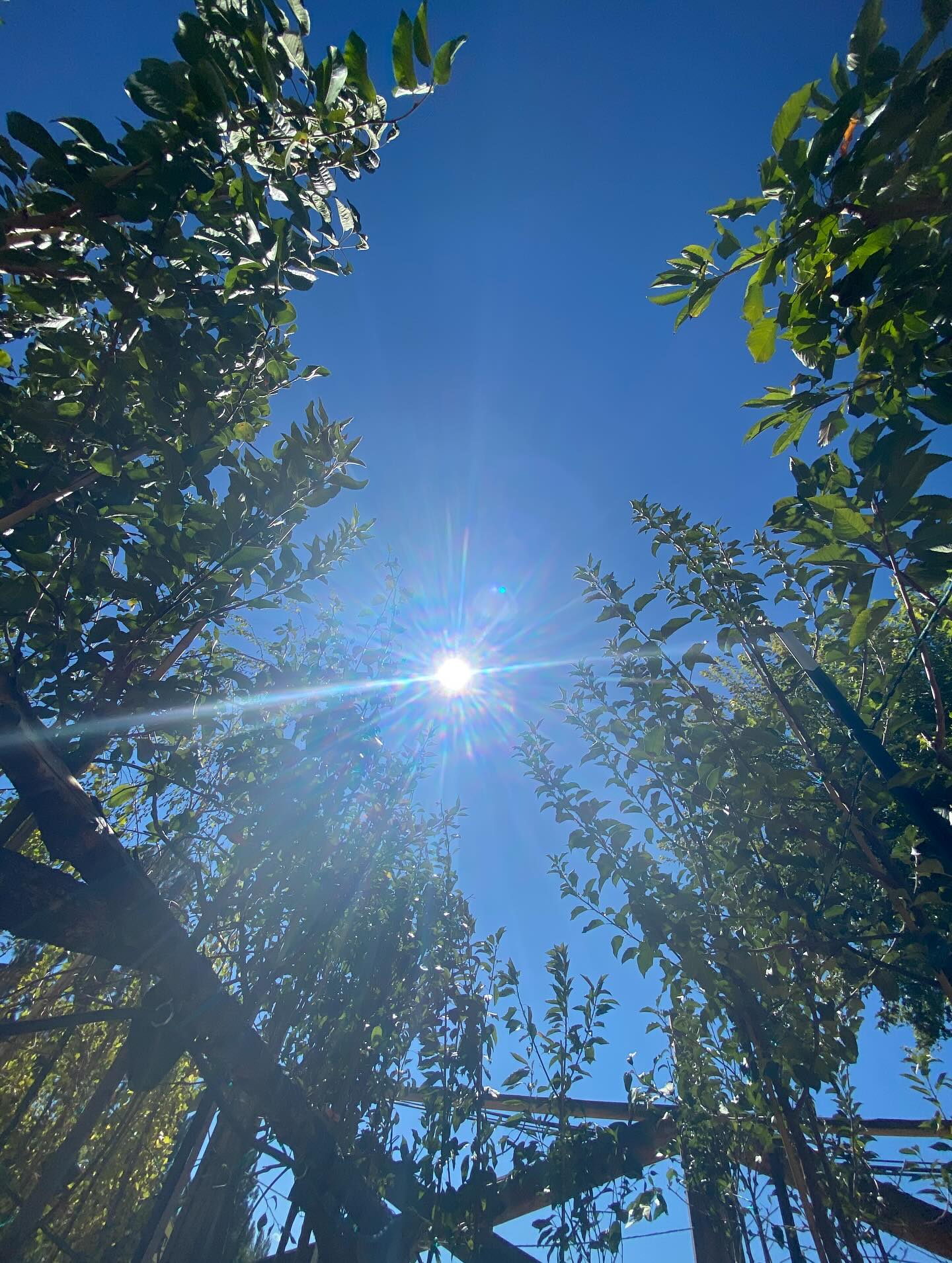Fruiting trees in abundance! Plums, apples, pears, and cherries in 5 and 15 gallon pots to begin or add to your orchard 🤩
🍒🍐🍎