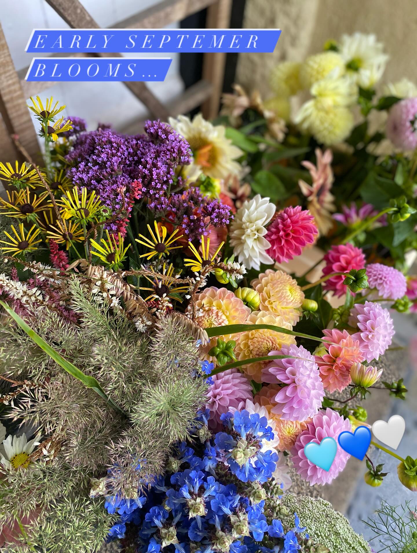 Early September flowers 💚🩷🩵🧡🤎