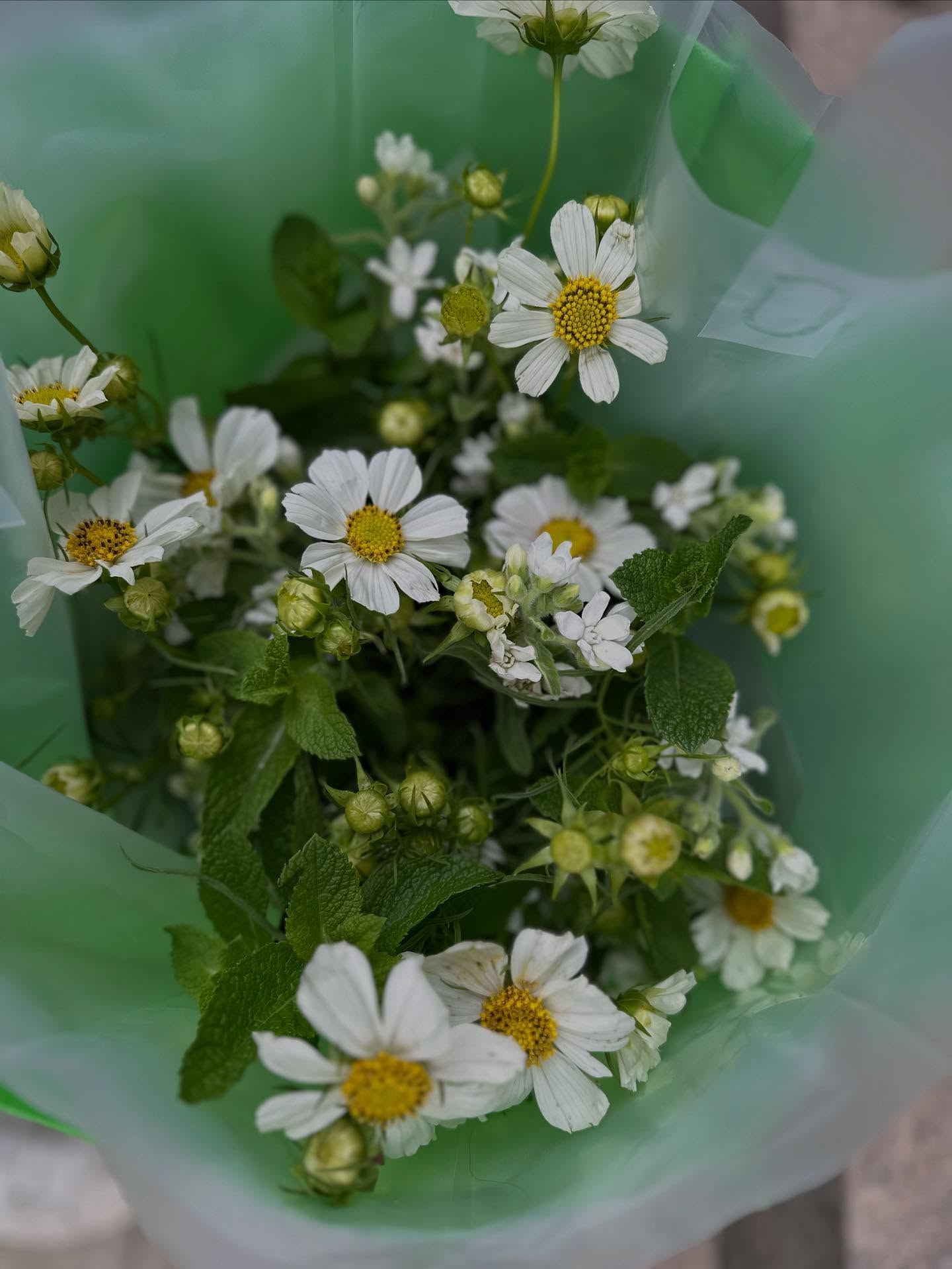 In this very mineral city, letâs pretend we just picked a few cosmos in the fields.
.
#cosmos #cosmosflower #tweedia #mint #mintinavase #flowerpower #floralfix #flowerstagram #floraldesign
#nycflowers #frenchflorist #artisanfleuriste #luxuryflowers #retailflowers #elegantflowers #nycflowerbouquets #classyflowers #giftflowers #lusciousflowers #subscriptionflowers #beautifulflowers #internatrionalflorist #nycflowers