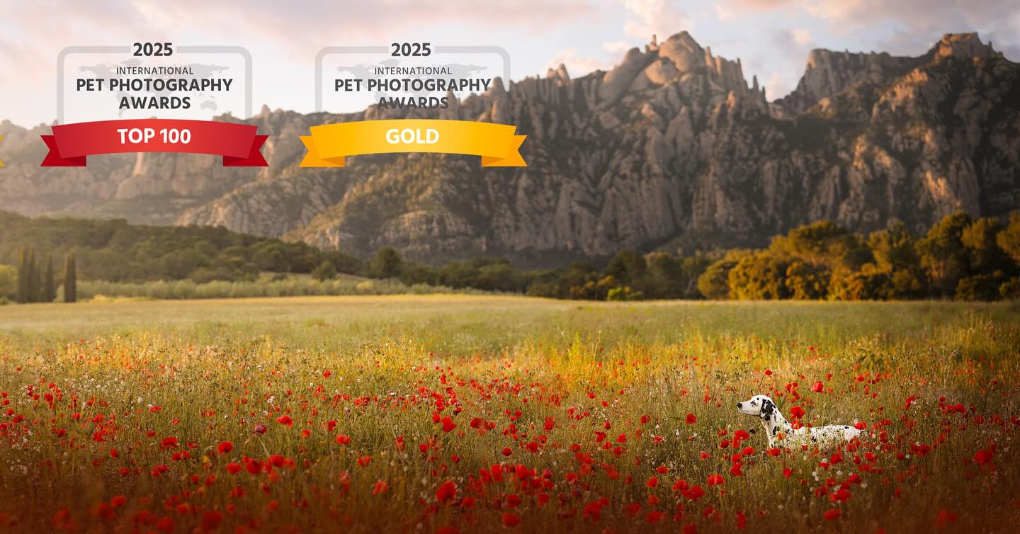 Este año ha sido un año de cambios para mí, tanto personal cómo profesionalmente hablando, y estoy contenta de que eso se pueda ver reflejado en estos resultados en cierta manera.
Desde luego lo considero un step up del año pasado y una evolución. Hace un año no me planteaba si quiera llegar a conseguir jamás oro en una foto, mucho menos que la clasificaran en el TOP 100🥹
Aún así, lo que más valoro es el esfuerzo que hay tras cada una de estas imágenes. Horas y horas de edición, estudio de localizaciones y buscar la luz ideal para luego depender de la suerte. Porque así es la fotografía. Y creo que a veces se nos olvida. Sí, está muy bien conseguir la imagen perfecta, si tan sólo existiera!