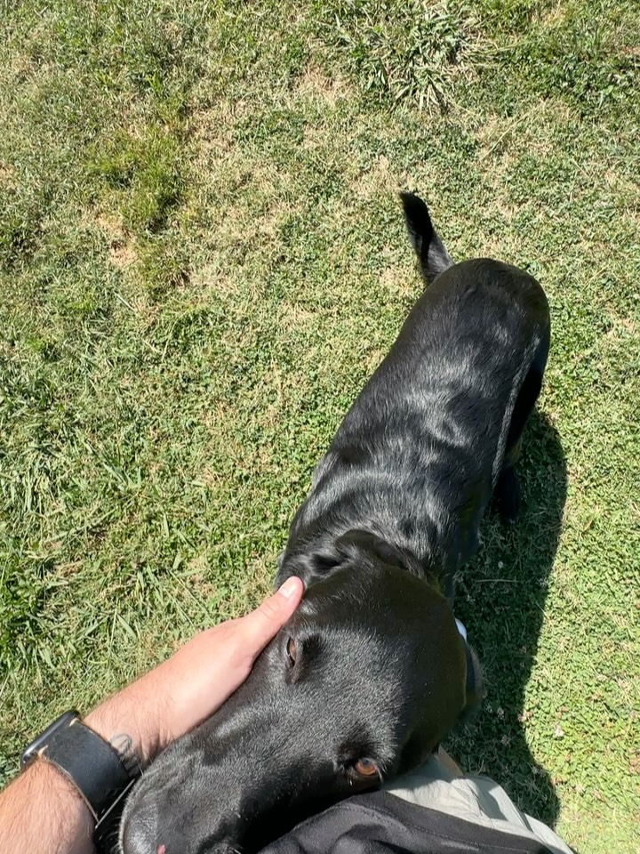 5 mins of Tug/day. No excuses. Just do it. Moose’s owners have done an incredible job with this boy. Starting off leash very soon!