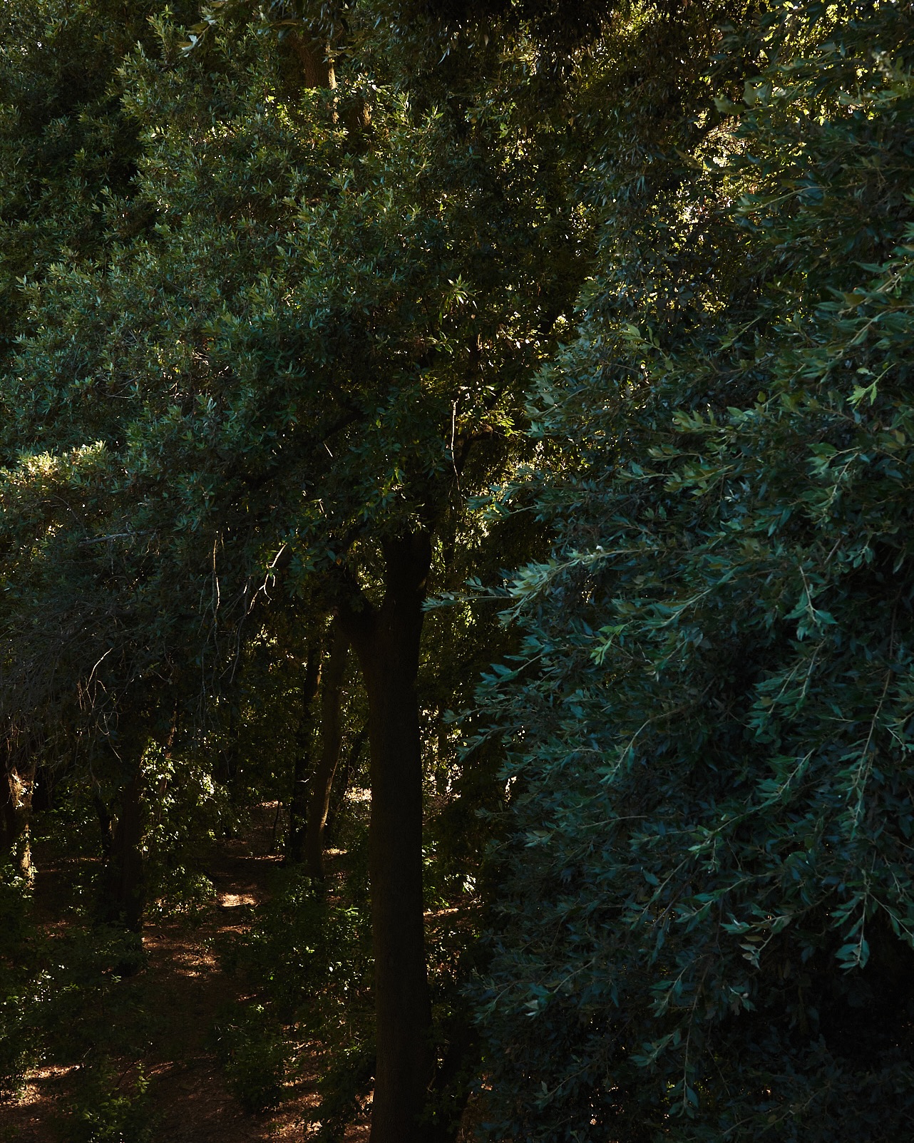 Attorno alla Villa, 𝐢𝐥 𝐛𝐨𝐬𝐜𝐨 non è solo un fondale naturale: da sempre accompagna la vita dell’uomo come fonte di sostentamento e di cura.
Tra erbe spontanee, funghi e piante — a lungo 𝐧𝐮𝐭𝐫𝐢𝐦𝐞𝐧𝐭𝐨 per persone e animali — questo luogo è stato nei secoli anche un 𝐩𝐚𝐞𝐬𝐚𝐠𝐠𝐢𝐨 𝐬𝐢𝐦𝐛𝐨𝐥𝐢𝐜𝐨, capace di ispirare valori morali e visioni del mondo.
Non è un caso se negli 𝐞𝐦𝐛𝐥𝐞𝐦𝐢 𝐚𝐫𝐚𝐥𝐝𝐢𝐜𝐢 dei Montefeltro e dei Della Rovere compaiono essenze arboree come la rovere, il lauro, il melo cotogno o il sempervivum — segni di una relazione profonda tra 𝐧𝐚𝐭𝐮𝐫𝐚, 𝐜𝐮𝐥𝐭𝐮𝐫𝐚 𝐞 𝐢𝐝𝐞𝐧𝐭𝐢𝐭𝐚’.
______
Ph. 1: @steynesthesia + @matteo.bellomo
#villaimperialepesaro #custodireèlavorare #patrimoniovivente #storiaviva #LaNaturadellaCultura #memoriaattiva