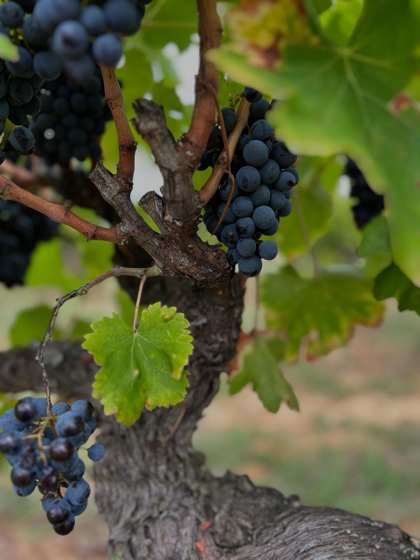 VENDANGES 2025 #1
Cette année, la récolte a commencé plus tôt, résultat des fortes chaleurs de l’été. Nous étions donc à la coupe dès le 30 août pour transformer nos grappes en trésor… 🍇
#vendanges #cotesdurhone #cuvée2025 #sabran #winemaker #domaineviticole #vignoblefamilial