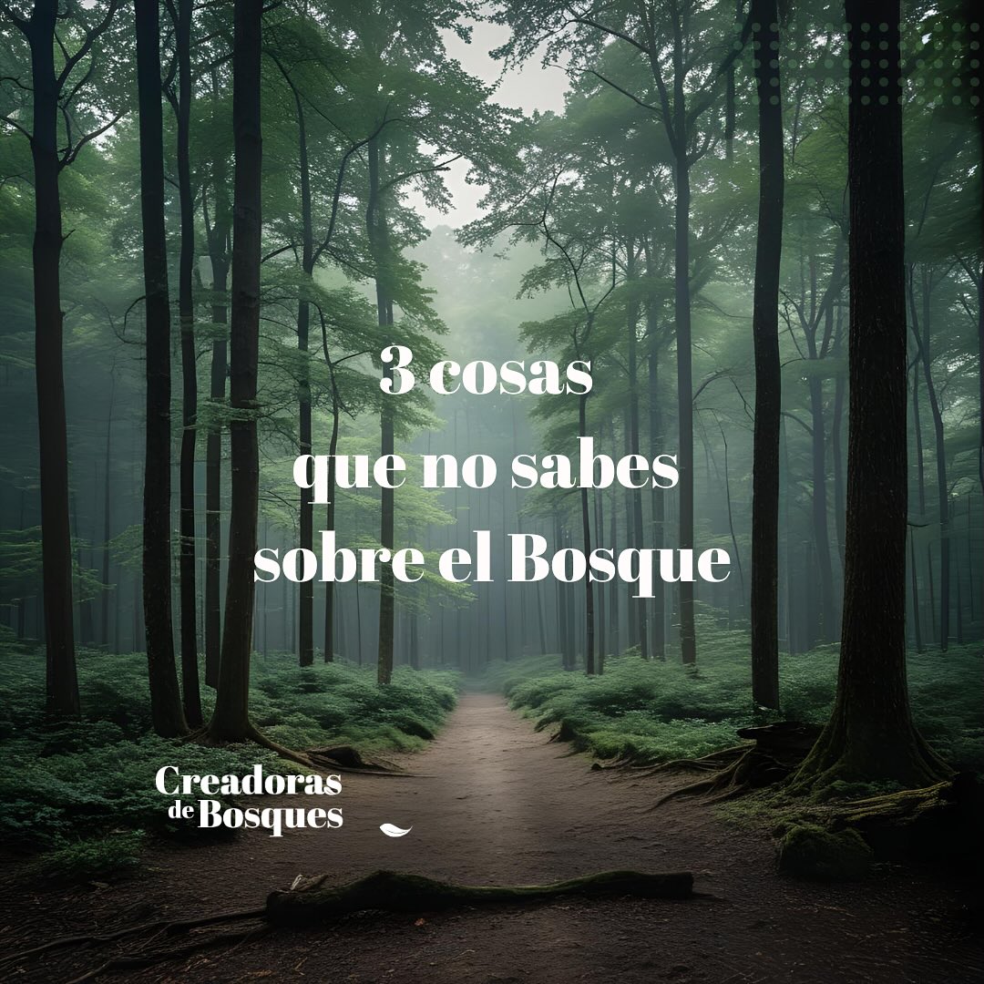 3 Cosas que no sabes sobre el Bosque
1. Es una farmacia natural 🌱✨
Más del 60% de los medicamentos contra el cáncer provienen de plantas y árboles de los bosques, resaltando su valor medicinal.
2. Tiene comunicación subterránea 🌳✨🌲
Los árboles se conectan a través de raíces y hongos, formando una red que permite intercambiar nutrientes y enviar señales eléctricas sobre peligros.
3. Regula el clima ⛅️🌧️
Los bosques mitigan el calor extremo y purifican el aire y el agua al absorber CO2, además de reducir el estrés en las personas.
EL VALOR OCULTO DEL BOSQUE
Más allá de su belleza, los bosques son esenciales para nuestra salud y el equilibrio del ecosistema global. 🌏
¿LO SABÍAS?
Comparte los secretos que tú conoces en comentarios ❤️✨
#creadorasdebosques
#mujeresconectadas
#conectadasalatierra
#bosque