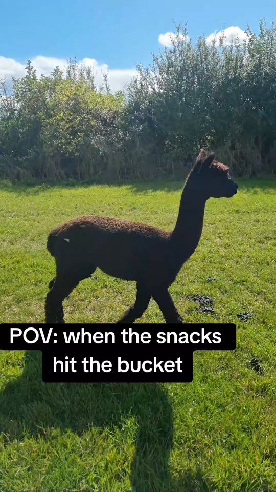Nothing going to stop them when Foods involved 😂
#wiltshirealpacas #alpacaexperience #alpacawalking #alpacaadventure #alpacatrekking #fluffyfun #walkwithalpacas #alpacaadventures #naturelovers #nothinggoingtobreakmystride