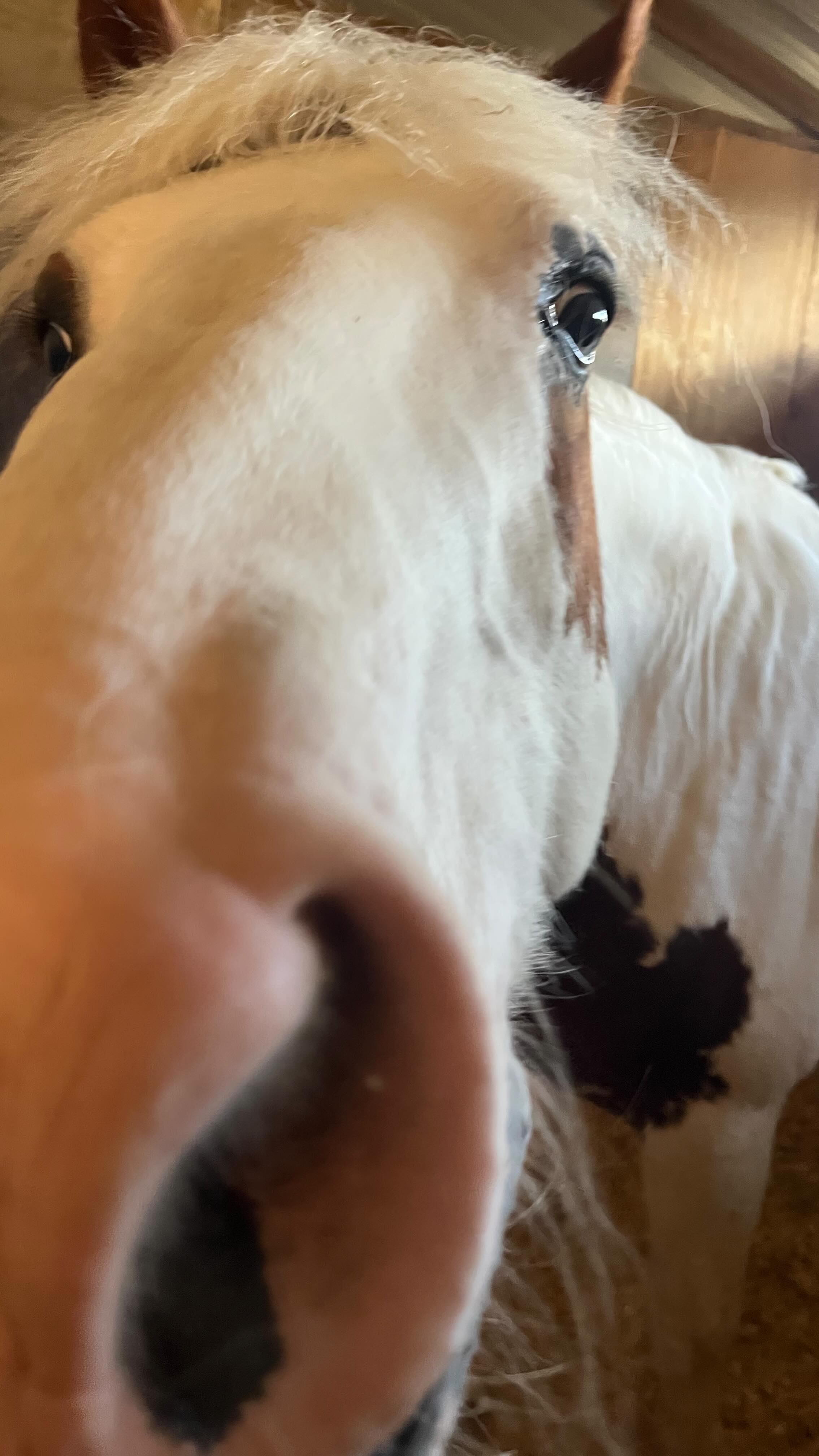 Thank you @freemandawn @michaelajones @adult_training_camps Ive had a fab time doing animal communication and tarot readings @forestedgearena one more camp to go see you in a couple of weeks @buryfarmequestrian 🐴💫💞