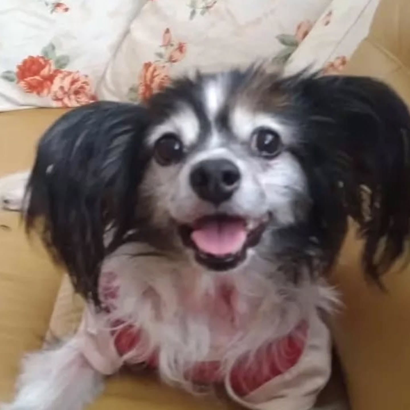 ペットの旅立ち福島店です。
まず3枚目と4枚目のお写真をご覧ください。
素敵な骨壺だと思いませんか?
ちなみに私共の商品のご案内ではありません。
可愛いパピヨンの心ちゃんのためにと、優しい飼い主様がご準備して頂いた骨壺なんです😊
もちろん飼い主様はただ買った訳ではありません。
ポーセリンアートクリエーターでもある飼い主さま、なんとご自分で無地の骨壺からご覧のような素敵な骨壺を作成されました。@soyokaze1122naomi
ふたの裏側におやつを付けてあげたところなどもよくご覧ください🍰
本当はもう一人お家にいるシニア犬、くーちゃんのためのお壺だったのですが、パピちゃんのイラスト入りでご用意いただいた心ちゃん用のお壺が少しだけ小さくて…😅
お火葬の際、心ちゃんはお利口さんなので、キレイにお顔のお骨を残してくれたんです。
結果収まりきれずこちらの素敵なお壺を使用することになりました☺️
大きいお家が良かったんだよねきっと。
いつもいたソファーの上でとても優しいお顔で私達を迎えてくれた心ちゃん。
闘病生活を頑張ったとは思えないとても穏やかなお顔でした。
お部屋の中には先代のお空組のワンちゃん達がお手元供養中でした。
保護犬ちゃん達だったそうですが、素敵なお写真で私達をお迎えしてくれました😊
ママのファンの方々からの貢ぎ物や綺麗なお花に囲まれてお空に向かった心ちゃん。
旅立つ直前に「そうめん食べたい」と私に教えてくれました🤣
ママは面倒がらずにすぐに作って持たせてくれたね。優しいママのことをお空で自慢するんだよ☺️
お火葬中も穏やかで、とても綺麗なお骨を残してくれました。
「可愛いねー」の連発だった飼い主さまの笑顔、不謹慎かも知れませんが、私達もとても嬉しかったです。
心ちゃんも大好きなママの笑顔を見れてきっと嬉しかったよね😊
たくさんの先代ちゃん達をご供養しておられたので県内何ヵ所ものペット霊園等をご利用頂いていた飼い主さま。
私共の対応はいかがでしたか?
後悔のない旅立ちをする事ができたでしょうか?
訪問火葬を否定する方もおられます。
でも今回、飼い主さまはご自宅前での心ちゃんの火葬中に、涙をこらえながらお客様にご依頼頂いた作品を仕上げておられました。
心ちゃんも、頑張っているいつものお母さんの背中を見ながらの旅立ちでした。
いつもの風景を見ながら、いつもの場所で、今までの思い出と共に旅立ちを迎えたい。
その思い、私共が受け止めさせて頂きます🍀😌🍀
ちょっとカッコ良く宣伝が入ってしまいましたが、投稿をご覧頂いている飼い主さま、可愛い我が子の一度しかない大事なその時、選択肢のひとつとして訪問火葬をご一考頂けると嬉しいです。
看板犬の心ちゃん、くーちゃんのためにママの宣伝もしておきますね😆
実際に拝見したポーセラーツの作品は、とても繊細かつ迫力があり素晴らしいものばかりでした。
お空組の子の思い出としてもお勧めさせて頂きます。
是非私達からの紹介だとお伝え頂き、ご注文ください。(私達に紹介手数料がキャッシュバックされます😎)
冗談はさておき、一見豪快に見える飼い主さま、じっくりお話しさせて頂くと色々な思い、色々な人生を抱えておりました。(もちろん詳しく言えません)
とはいえ気さくなお姉さま、毎日のインスタライブこれからも心ちゃんのため、くーちゃんのため、お空組のみんなのため、そしてファンの皆さまのため元気良く活動くださいませ。
山形のファンの方へ、
送られてきた高級マスカット、私達も頂きました🍇ごちそうさまでした☺️
4時間を超える長居、失礼しました。あまりにも居心地がよくて…😅
あらためまして心ちゃんのご冥福とくーちゃんの長生きをお祈り申し上げます🙏
@soyokaze1122naomi
#パピヨン#訪問火葬#白河市#高級住宅街😆#ポーセリンアートクリエーター#なまこ組#実はタビー君と会っていた心ちゃん#あまり訪問火葬を悪く言わないでください。