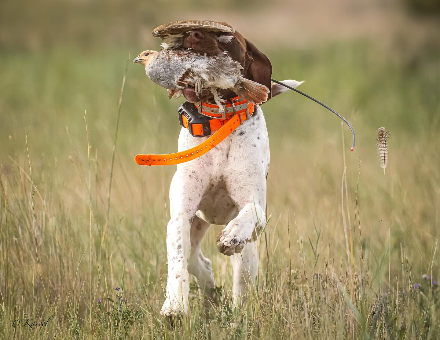 Rage - a 7 month old German shorthair pointer from Northeast Nebraska. This photo was taken in CM Russell, MT. Can you see the little feather?
#gundog #gundoghunting #birdogoftheday #birddog #pheasant #grouse #upland #partridge #uplandbirdhunting #pupsforpubliclands @mtvoters
@birddogoftheday @mt_great_outdoors @montanafwp