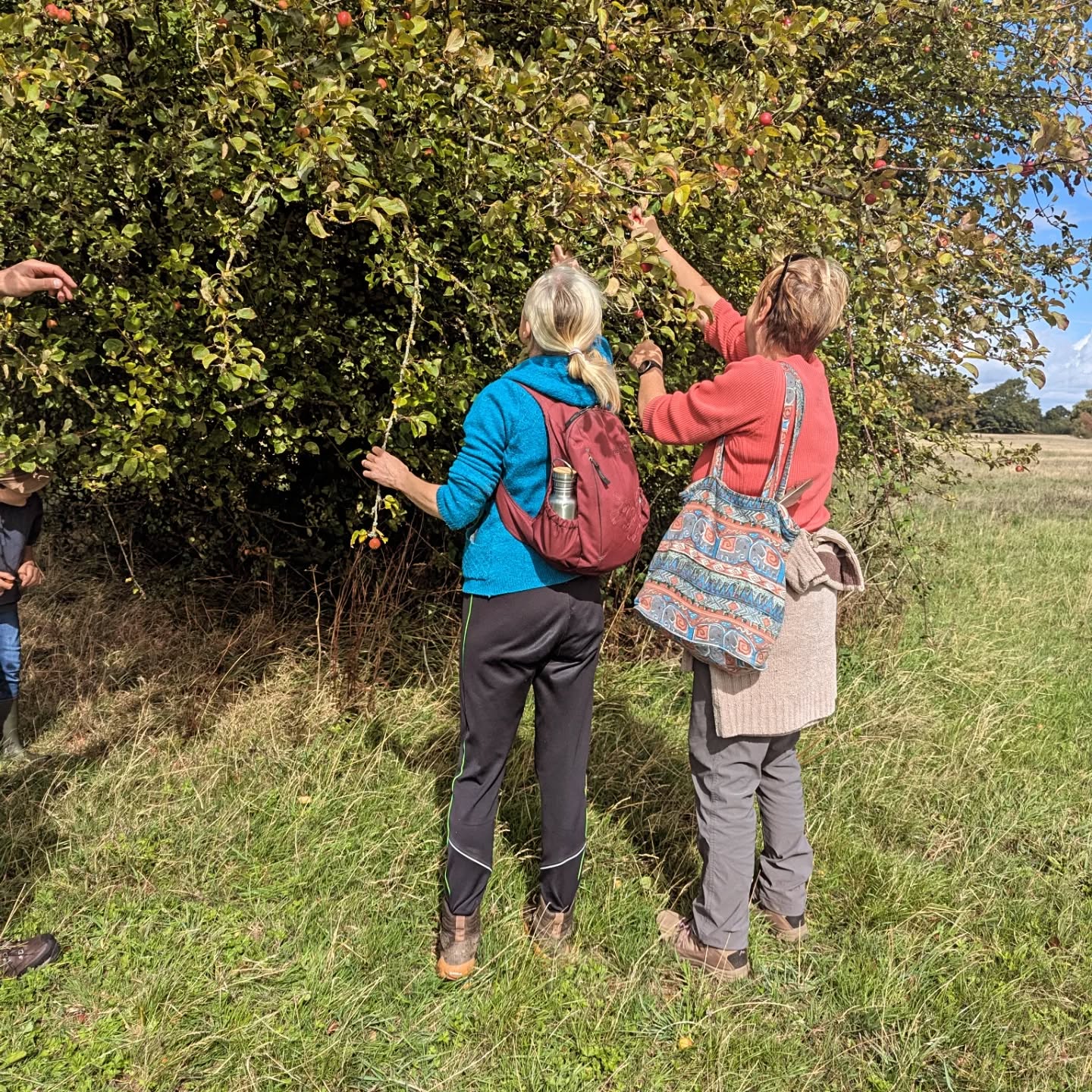 Rooted Seed Collection Walk 🌱
We had a great time this morning gathering seeds for the Rooted Chippenham Community Tree Nursery 🌳
We collected Hazel, Rowan, Sloe, Bullace and Crab Apple 🍎 all within walking distance of Chippenham town centre.
It was a great way to explore the local area, and share walks and swimming spots with each other 🚶🏊
#communitytreenursery #communitygarden #communityaction #greenchippenham #plantsnothate #trees #uknativetrees