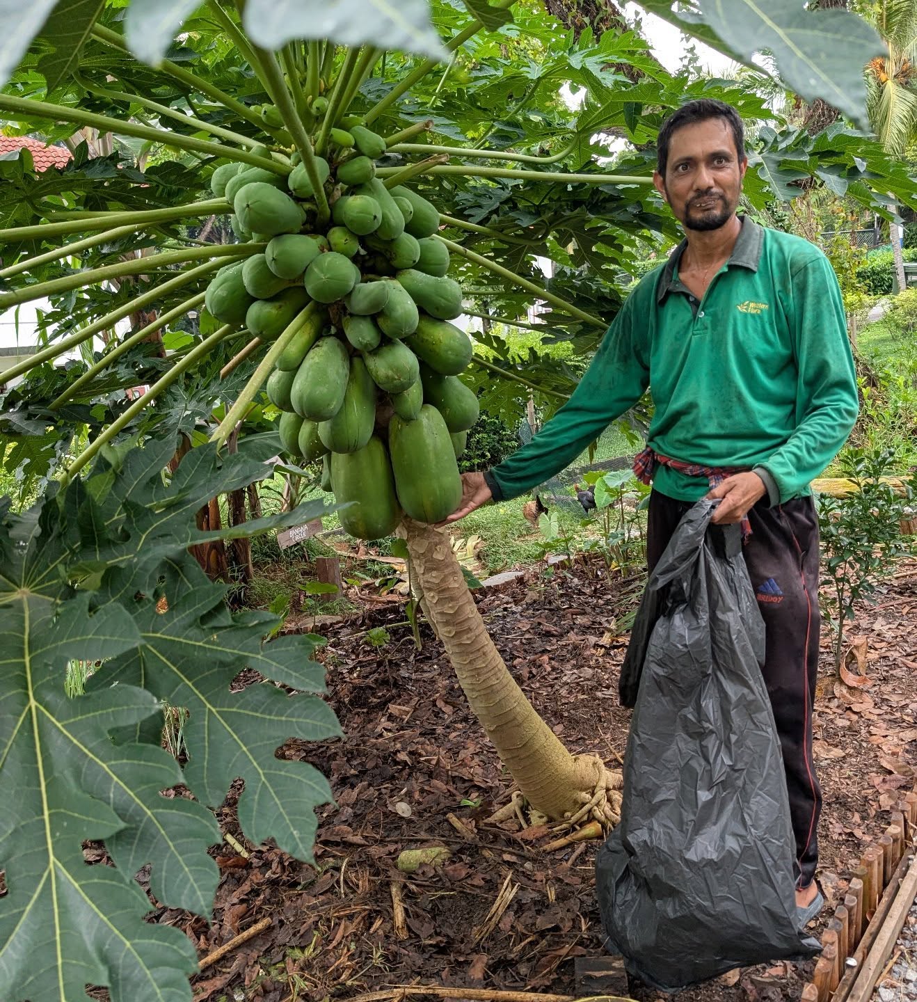 Today we spread the love, donating over 10 organic papaya to workers handling our landscape!