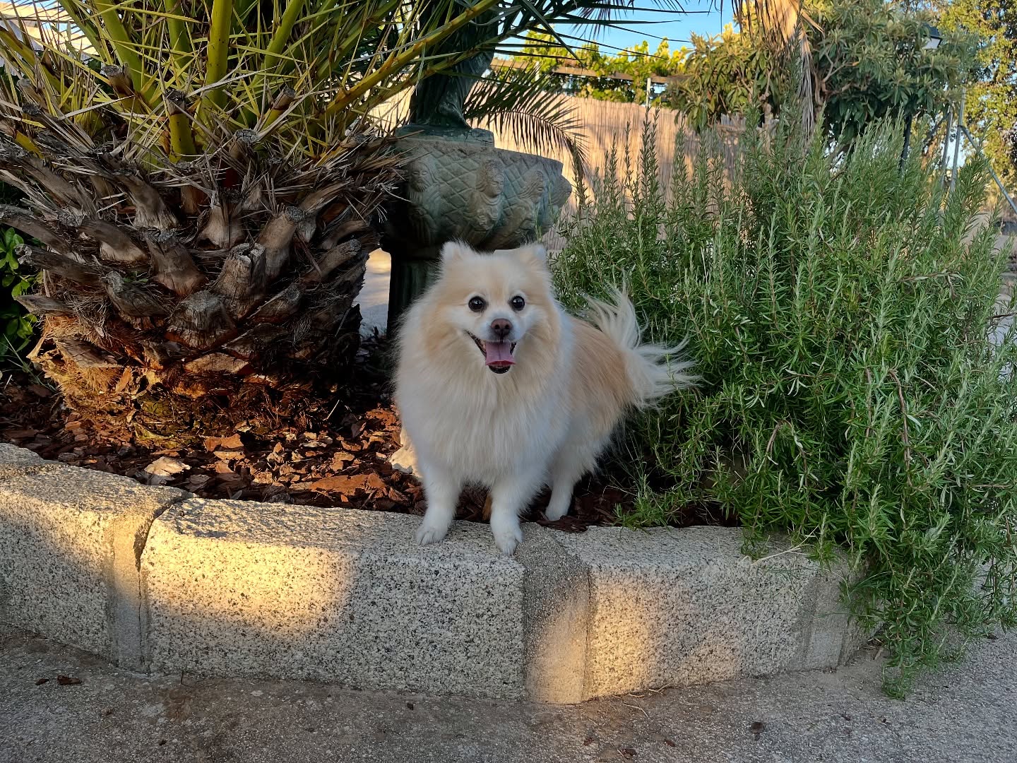 #cuidadoresdeperros #madrid #mascotas #españa #igersmadrid #perros #dogs #dogsofinstagram #perrospequeños #dogslife #dogfriend #fotosdeperros #comoencasa #vacaciones #doglover #pomeranian #chihuahua #caniche #bichón #bichonmaltes #shitzu #shitzulovers #pomerania #pomeraniaespaña #verano #verano2025 #summer