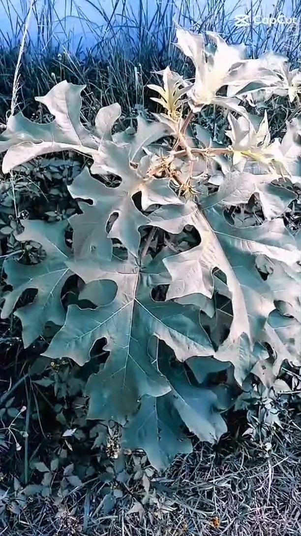 😍🌿𝐥𝐞 𝐦𝐚𝐫𝐜𝐡𝐞́ 𝐝𝐞 𝐫𝐢𝐯𝐢𝐞̀𝐫𝐞 𝐬𝐚𝐥𝐞́𝐞🌿😍
🌱🧼🧼 ... Rendez vous ce samedi matin sur le parc Guéguan à rivière salée ! Après 3 mois d'absence retrouvez vos produits naturels, savons, déodorant, crèmes aux plantes médicinales du pays, cocos vaisselle, shampoings, savons visage, blocs savons etc .... Rendez vous samedi ! 𝐉'𝐚𝐢 𝐭𝐞𝐥𝐥𝐞𝐦𝐞𝐧𝐭 𝐡𝐚̂𝐭𝐞 !!
👉𝓶𝓪𝓽𝓲𝓮̀𝓻𝓮𝓼 𝓷𝓪𝓽𝓾𝓻𝓮𝓵𝓵𝓮𝓼, 𝓵𝓸𝓬𝓪𝓵𝓮𝓼 et astuces 𝔃𝓮́𝓻𝓸 𝓭𝓮́𝓬𝓱𝓮𝓽. Produits 𝗲́𝗰𝗼-𝗿𝗲𝘀𝗽𝗼𝗻𝘀𝗮𝗯𝗹𝗲 𝗲𝘁 𝘃𝗲𝗴𝗮𝗻𝘀 !
🍃Baebao prend soin de votre peau pendant et après la douche💚
Tout savoir sur les savons 👉 https://www.baebao.com
pour s'inscrire sur le marché @solidaritéRS
#NouvelleCalédonie #savonveganetresponsable #baebaolesavonquilmefaut #savonsnaturels #baebaolesavonquiltefaut #baebaolesavonquilvousfaut #baebao
📷le marché de rivière salée