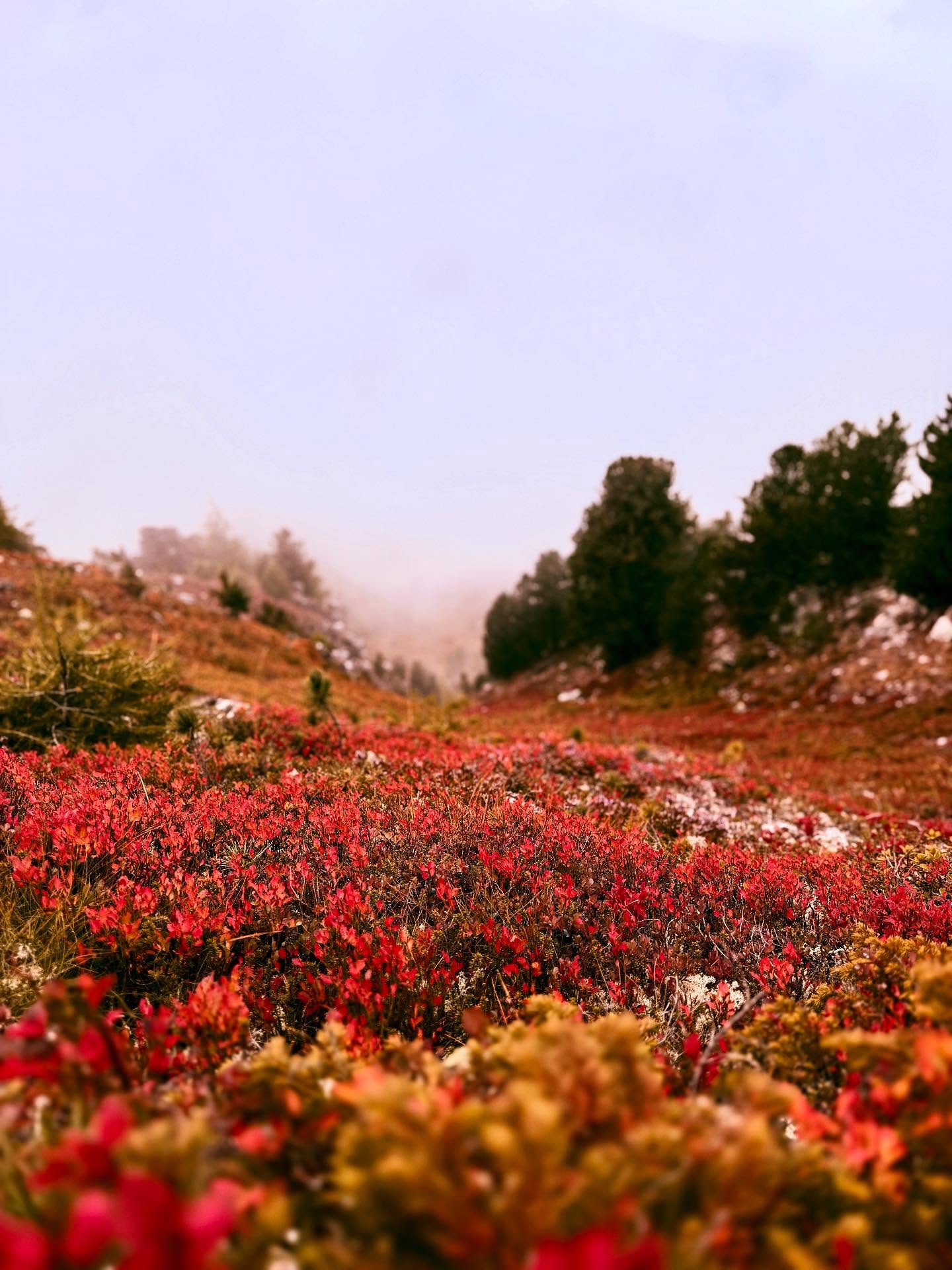 The fiery autumn colours are out 🍁🍁🍁 It won’t be long before this red carpet is blanketed with snow, primed for some skiing! There are a few limited places remaining on our hugely popular off piste & ski tour adventure weeks with @infinitymountainguides this February. Link in bio for more info ⛷️
-
#skitouring #offpisteskiing #adventureskiing #backcountryskiing #adventuretravel #mountainadventures #powderhunting #winterholidays #valdanniviers