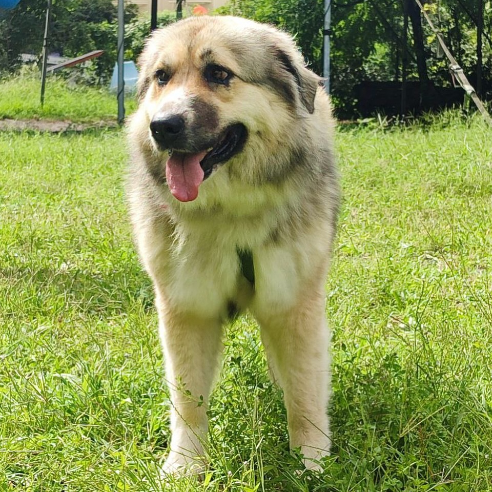 🏖️ Finita l’estate e sei in sbattimento? Ci spiace molto per te ma per noi non è così!
📖 Settembre è il mese di rientro in classe… di socializzazione ®️ ecco alcuni scatti degli alunni nuovi e vecchi 🫶🏼
😍 La classe di Settembre ci ha regalato tanti partecipanti, belle famiglie e cani in libertà!
📆 Trovate come le ultime tre date del 2025 nel link in bio oppure su 👉🏼 canefelice.it/classidisocializzazione
☝🏼 Non mancate alla nostre analisi video curate da @verrydogs!
☑️ Se volete candidatevi alla prossima classe di Ottobre visitate il link in bio, perché come sempre la socialità è qualcosa che si allena!
🙏🏻 Grazie come sempre a @verrydogs e @_sara_z5 per l’assistenza e il gran lavoro dietro le quinte. Le classi senza il loro staff non potrebbero esistere…
🫵🏼 Se vuoi candidarti per entrare a far parte dello staff manda una mail a caninsieme@gmail.com
#classedisocializzazione #classidisocializzazione #socializzazionecanina #socializzazionecani #fotocani #fotocanina #socialitàelibertà #socialità