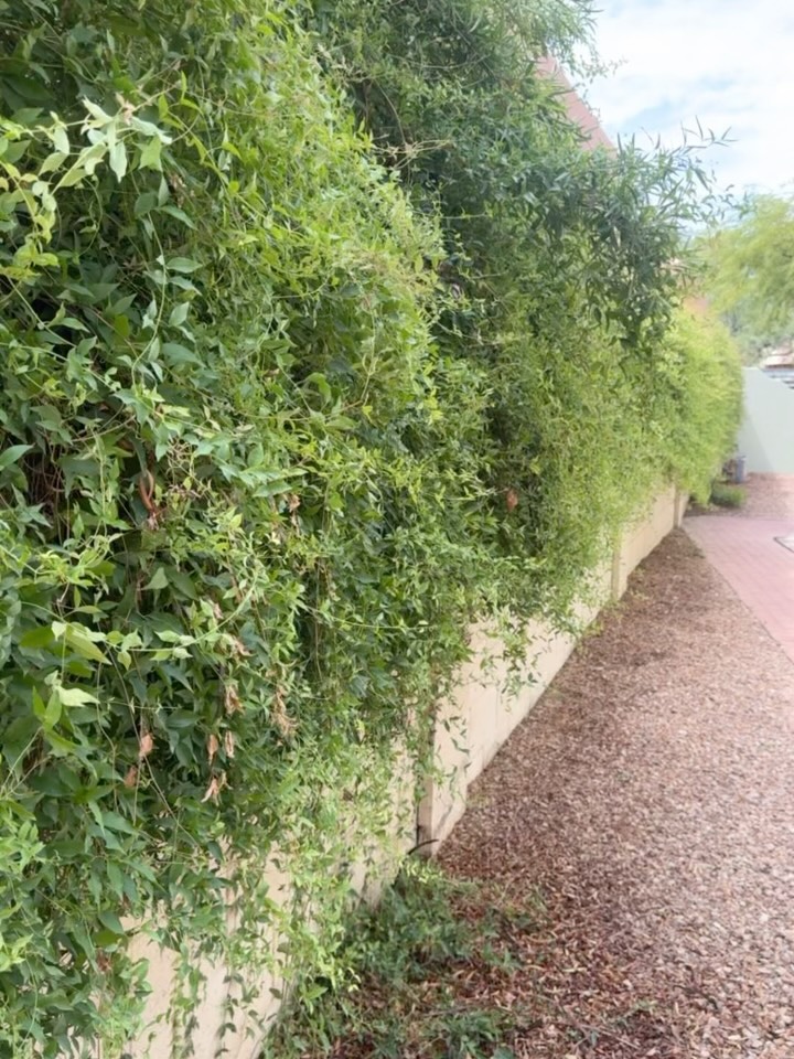 Fresh • vibrant •green vibes 🌿🌱🌳 We used two different tones of green 👏🏻 #ExteriorPainting #GreenHomeVibes #HouseTransformation #TucsonPainters #HomeMakeover #FreshCurbAppeal #ProfessionalPainting #ExteriorRefresh #VibrantGreen #PaintingServices #CurbAppealUpgrade #LGNDPainting #HomeImprovement #ExteriorDesign #BeforeAndAfterPainting