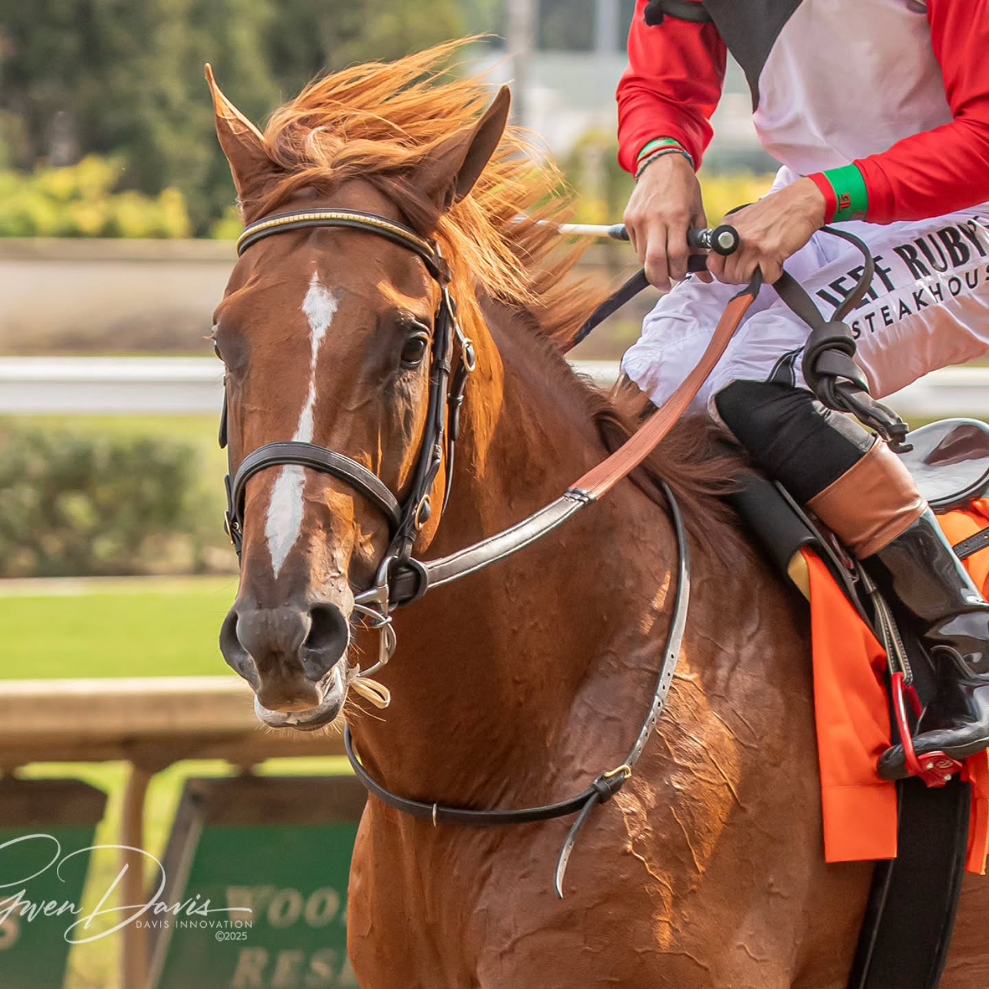 Second in today's Kentucky Derby prep Iroquois Stakes, the stunning Comport has a bright future for client Team Kenneally. 1 stakes win, 2 stakes placed in 4 starts. Looking forward to following this Collected colt.