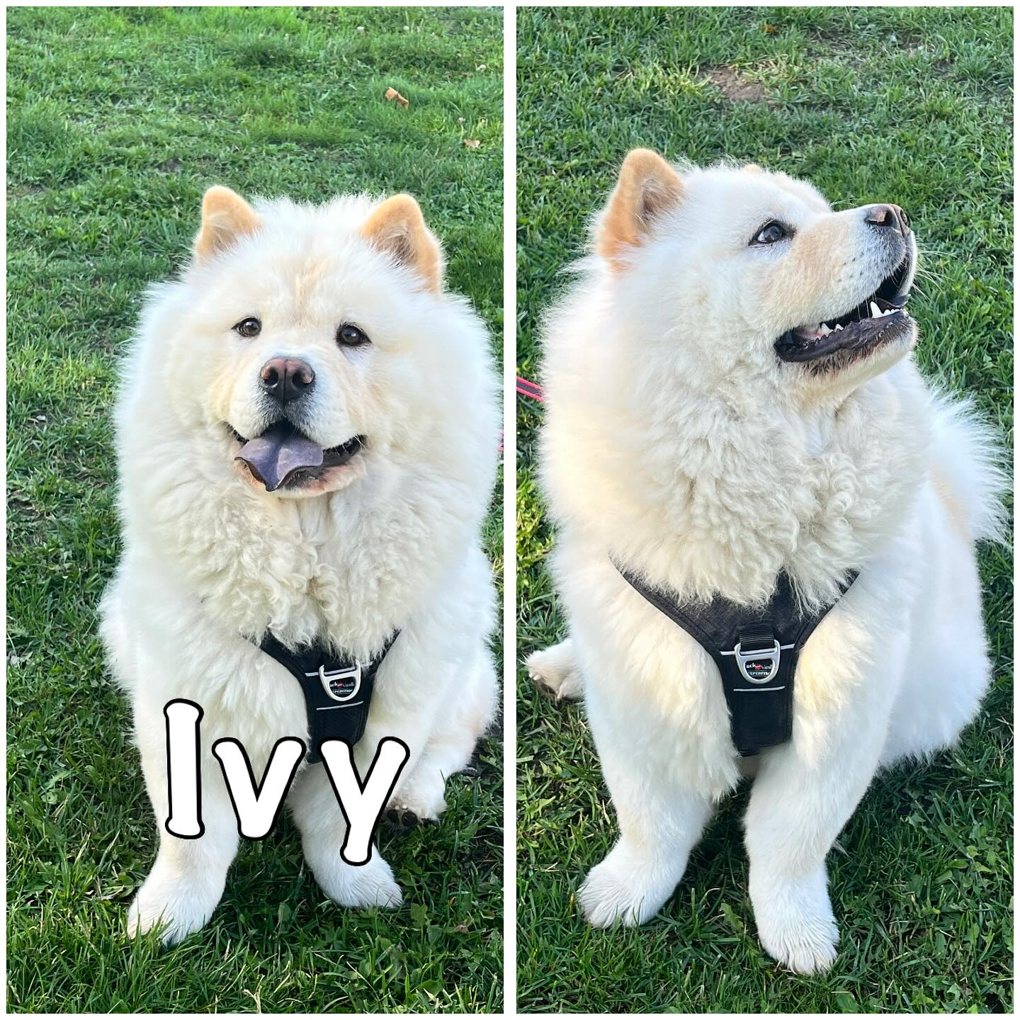 Deze mooie chowchow kwam op begeleiding voor de wandeling. #chowchow #chowchowbaby ##hondenwandeling #hondenvaninstagram #hondenwandelingen #hondentraining