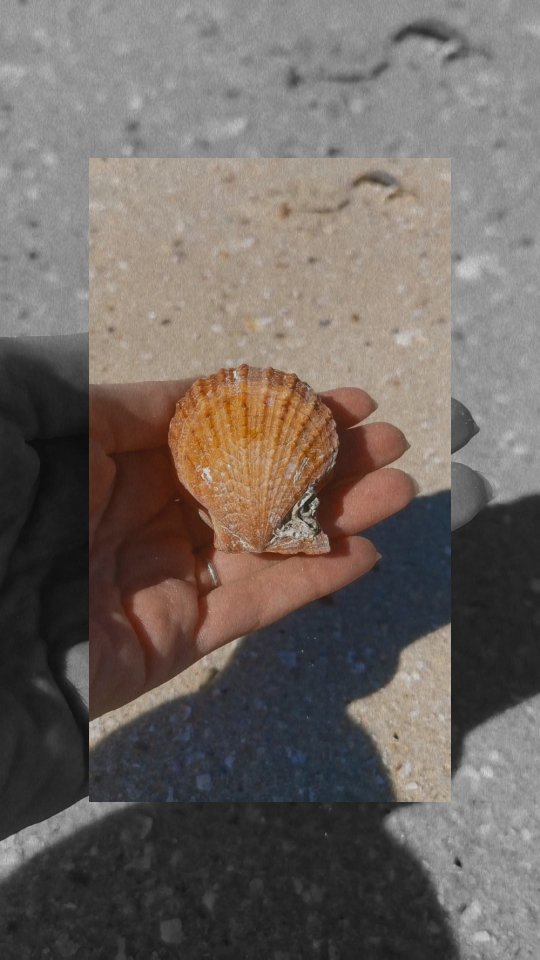 Look what the tide served up today 🙌🏼🧡 A bright orange Scaly Scallop (Scaeochlamys livida) struttin its stuff on the sand ✨ still in one piece, fanned open like “Hello darling, here’s my wisdom.”
These beauties don’t waste their energy flapping around, unlike its cousins who clap their shells to escape, this one chooses stillness. The Scaly Scallop stays put anchoring down with silky little threads, blending into rocks, coral, even pontoons if it feels like it. It shows us that resilience isn’t always about movement or running, sometimes it’s about rooting yourself in trust, letting life weave around you and finding strength in your place.
Its fan-like shape reminds us of offering and receiving, while its dual valves mirror balance and reciprocity. Those funky scales, they’re not just for show... they hold on tight and invite sponges and worms to grow all over, turning “vulnerability” into straight-up armour.
Talk about working smarter, not harder 👑
What I love about this one is its colour, scallops can be brown, purple, red, yellow, or cream, but this glowing orange feels like a flame on the shore, a reminder of the dazzling diversity this species holds.
Aligned with Water, Fire and Earth, the Root and Sacral chakras, this shell invites us to anchor where our soul feels safe, to adapt rather than resist and to remember that beauty and survival come in many cloaks and colours.
Stay anchored ⚓ Let life grow with you.
Even stillness has its own dance 🧡🌊🧚🏼
#TheShellOracle #shellwisdom #shellwe #shellmessage #shellmedicine #scallop #livida #beachcomber #beachfinds #onthebeach #treasure