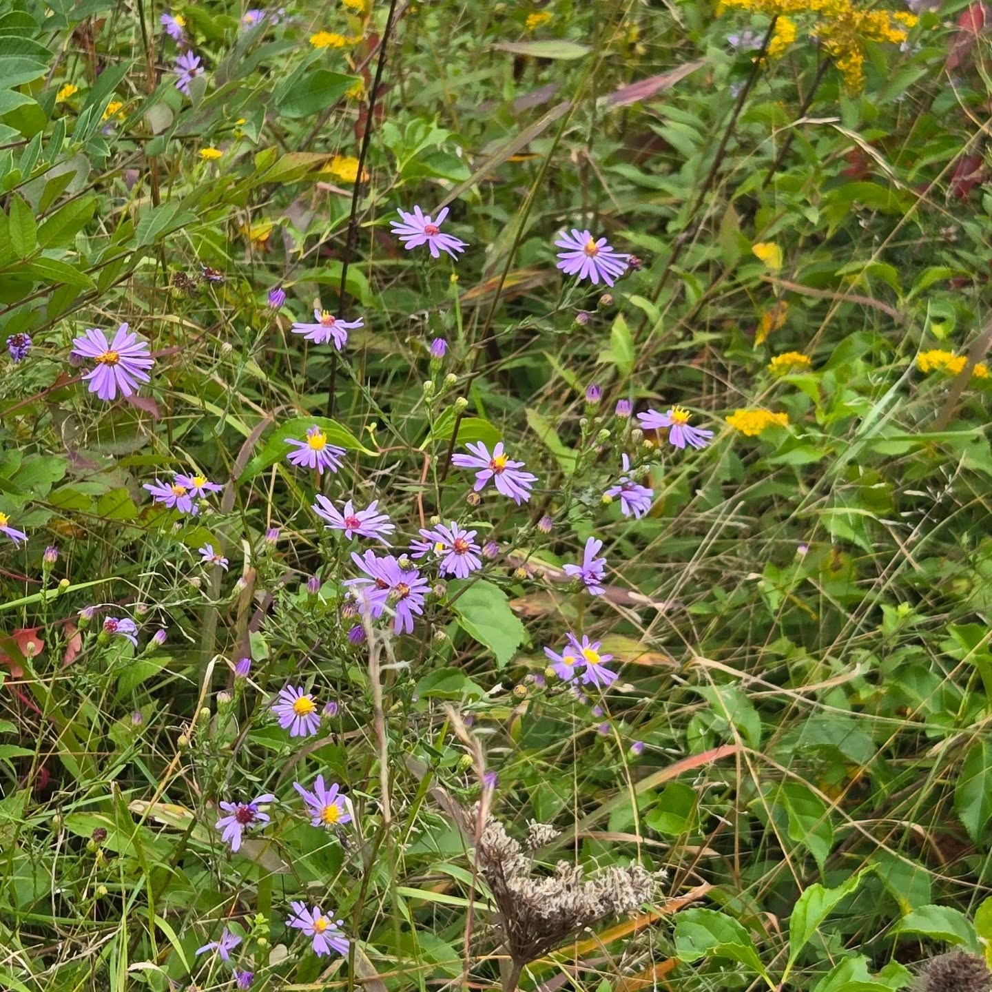 Asters and goldenrod are blooming in the Golet Farm Preserve meadow. #goletfarmpreserve #ctnatives #asters #goldenrod