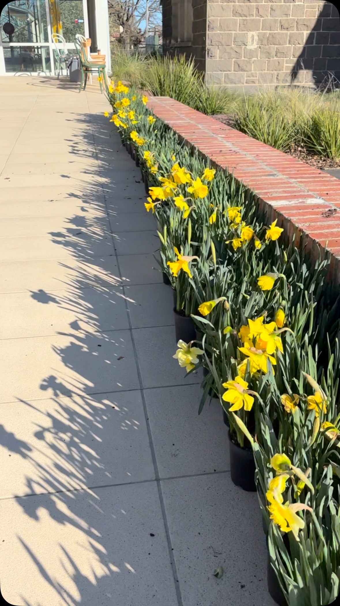 let’s go 🌼 getting ready for a gear day for the Community #kynetondaffodilandartsfestival #macedonranges #kyneton @creative_vic