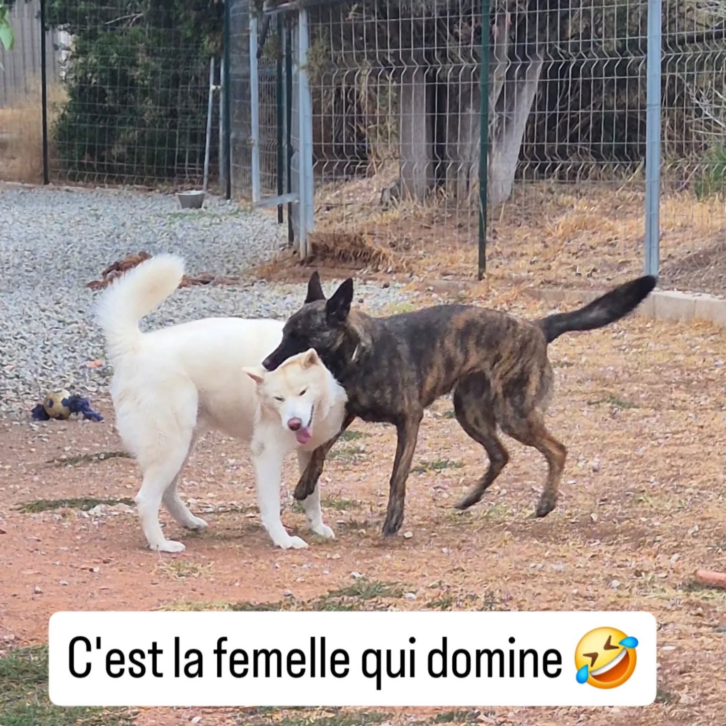 Gatsby et Twilight en plein jeu ils s'adorent ses 2 là