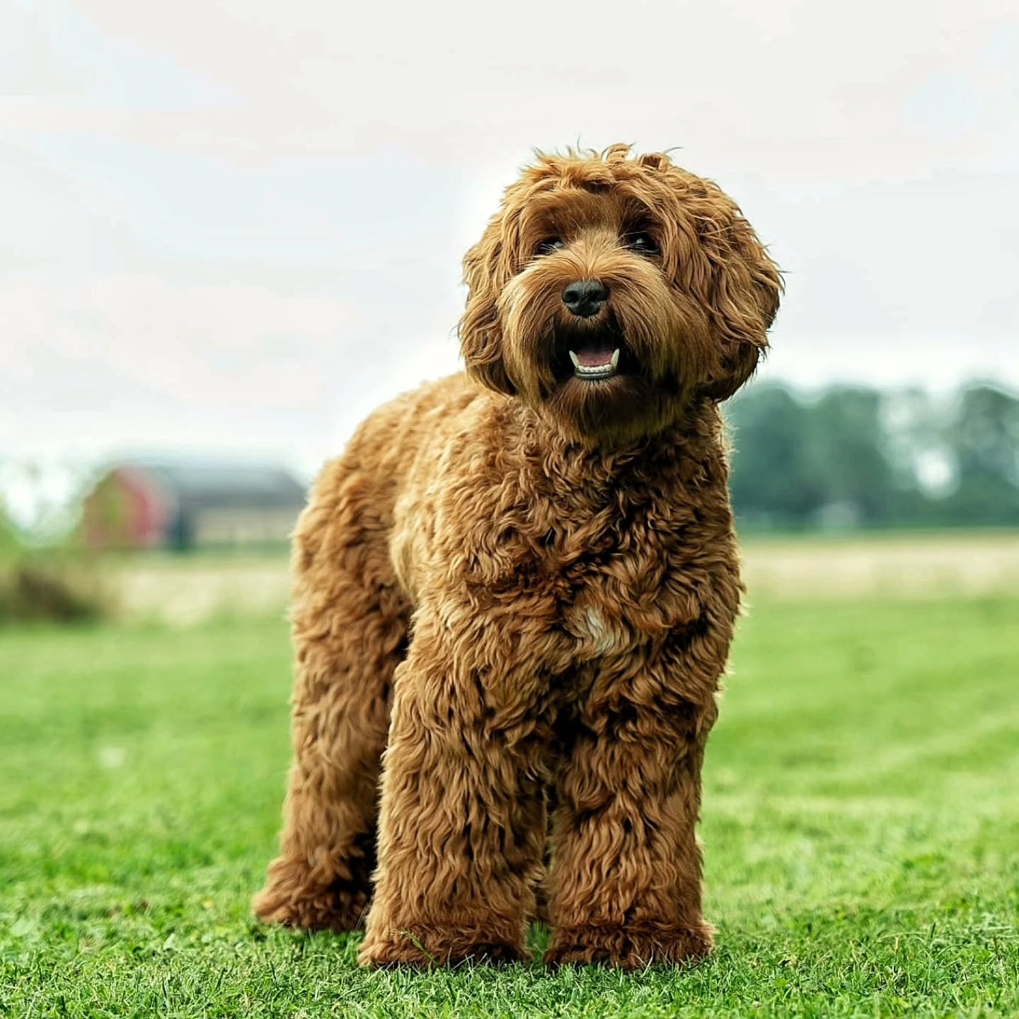 Vår fina Malta har varit hos bästa @smilla_hundtrim @dog_dazzled för klipp och fotografering.
Före och efterbilder! Matte ville ha en lite mer lättskött frisyr efter att ha kämpat så bra med att hålla Malta tovfri och ren trots daglig lek på stranden 👏👏.
Visst blev hon söt? 🤩
#solslabradoodle #walalabradoodles #mydogisawaladog #australianlabradoodle #malta
