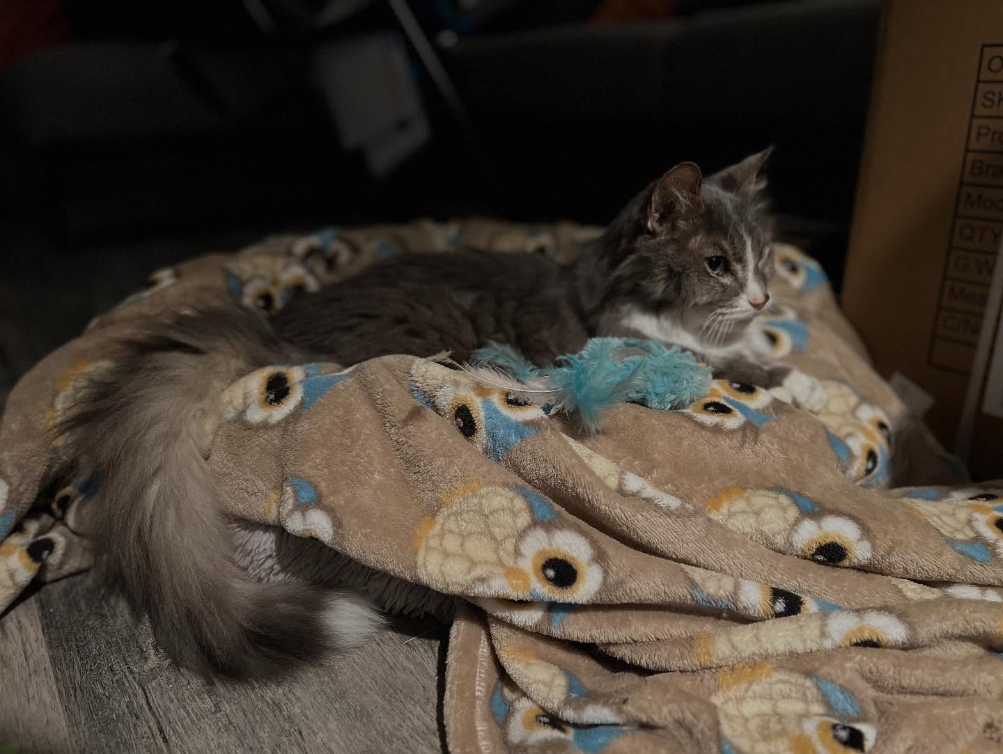 So long my friend. I’ll love you forever and hope we will meet again some day. Rest easy my handsome man.