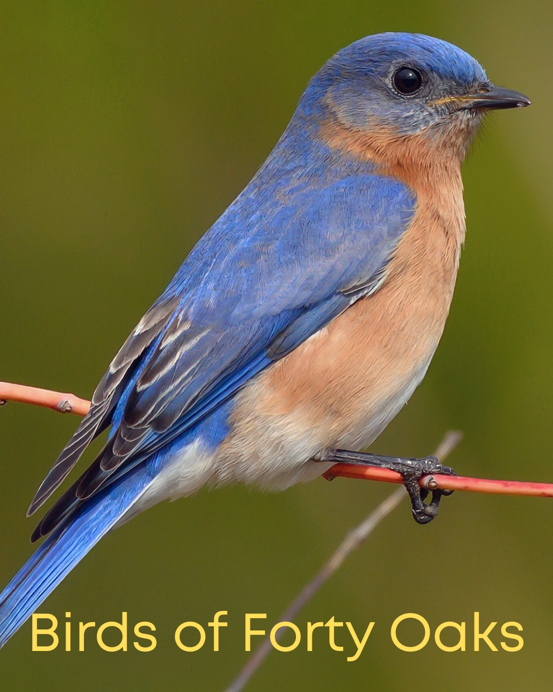 Birds of Forty Oaks 🐦🌿
From bluebirds and hummingbirds to a few special guests (Winter Wren + Brown Creeper!), our spring–summer visitors remind us why this little preserve matters.
Familiar friends: Eastern Bluebird, Ruby-throated Hummingbird, Northern Cardinal, Red-bellied Woodpecker, Eastern Towhee, Mourning Dove, Carolina Chickadee.
🌟 Special guests: Yellow-bellied Sapsucker, Winter Wren, Brown Creeper.
Follow for volunteer days and event dates—coming soon. Learn more: friendsoffortyoaks.org
#ClarkstonGA #fortyoaksnaturepreserve #FriendsOfFortyOaks #GeorgiaBirds #clarkstonga #UrbanNature #eBird #MacaulayLibrary #birdwatching #naturelovers