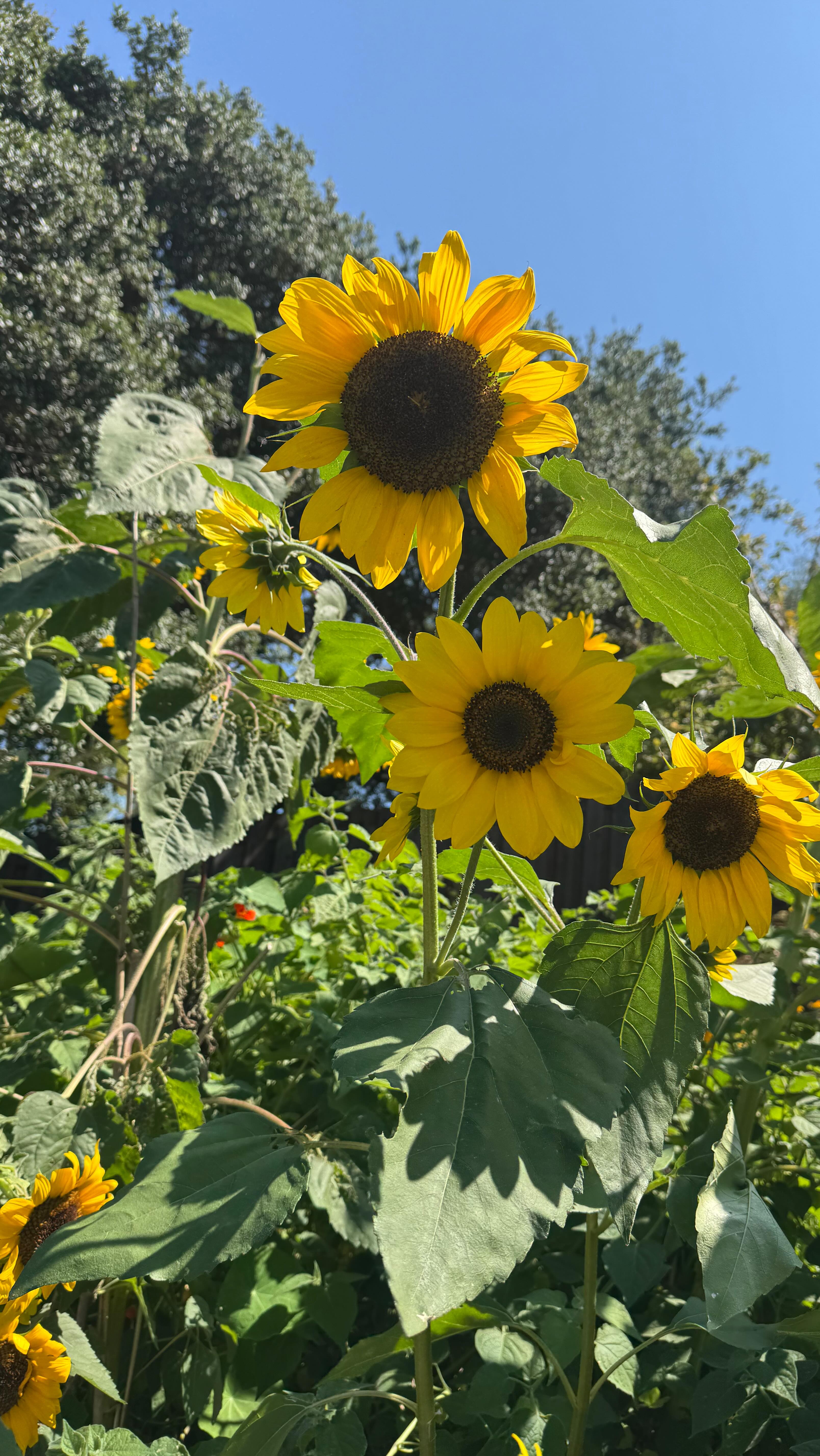 Our Corte Madera Maintenance Garden is exploding with garden goodness as we inch towards fall. We planted this garden a little later than normal, but it did not disappoint. We will harvest for another couple of weeks and then plant cool season vegetables in October this year. Visiting our client gardens brings us so much joy! (The last photo is of my son in his cucumber stole-thanks for your help, Grant!#yardtotablemarin #marincounty )