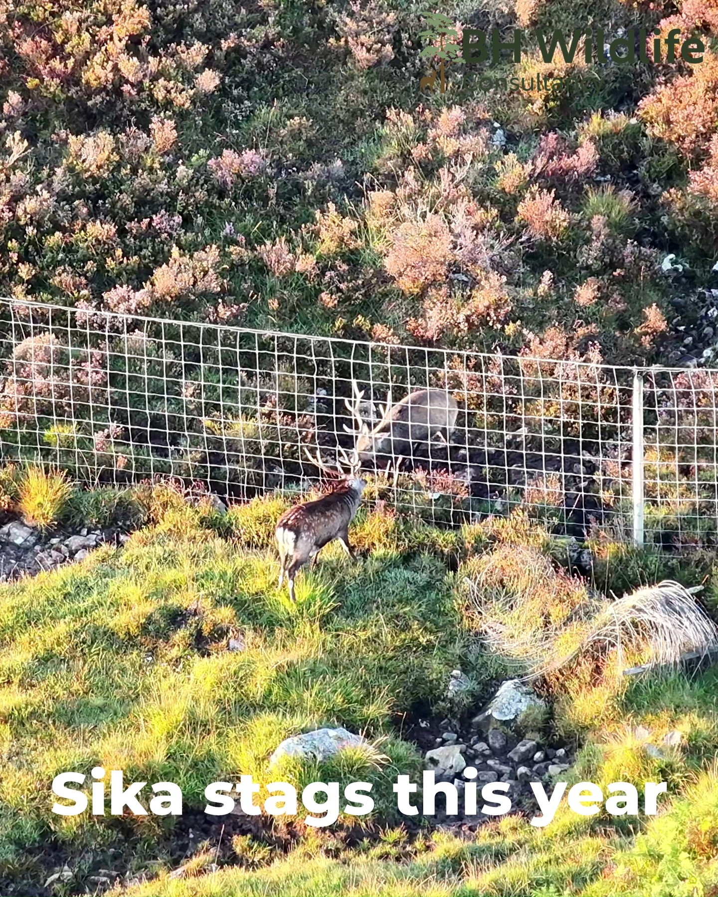 The first clip was filmed earlier last week, showing the Sika stags just beginning to show interest in fighting, rutting and giving the occasional call.
The second clip was taken a week earlier last year, when the rut was already in full swing.
Rut timing can vary quite a bit depending on region, weather, food availability and other local factors. From what we’ve observed, this year seems to be running slightly later than last year.
Either way, it’s always a privilege to watch these deer in their natural environment and to witness the drama of the rut season first-hand.
#sikadeer #deerrut #WildlifeWatching #NatureInAction #deerseason2025 #naturewatch #wildlifeuk #bhwildlifeconsultancy